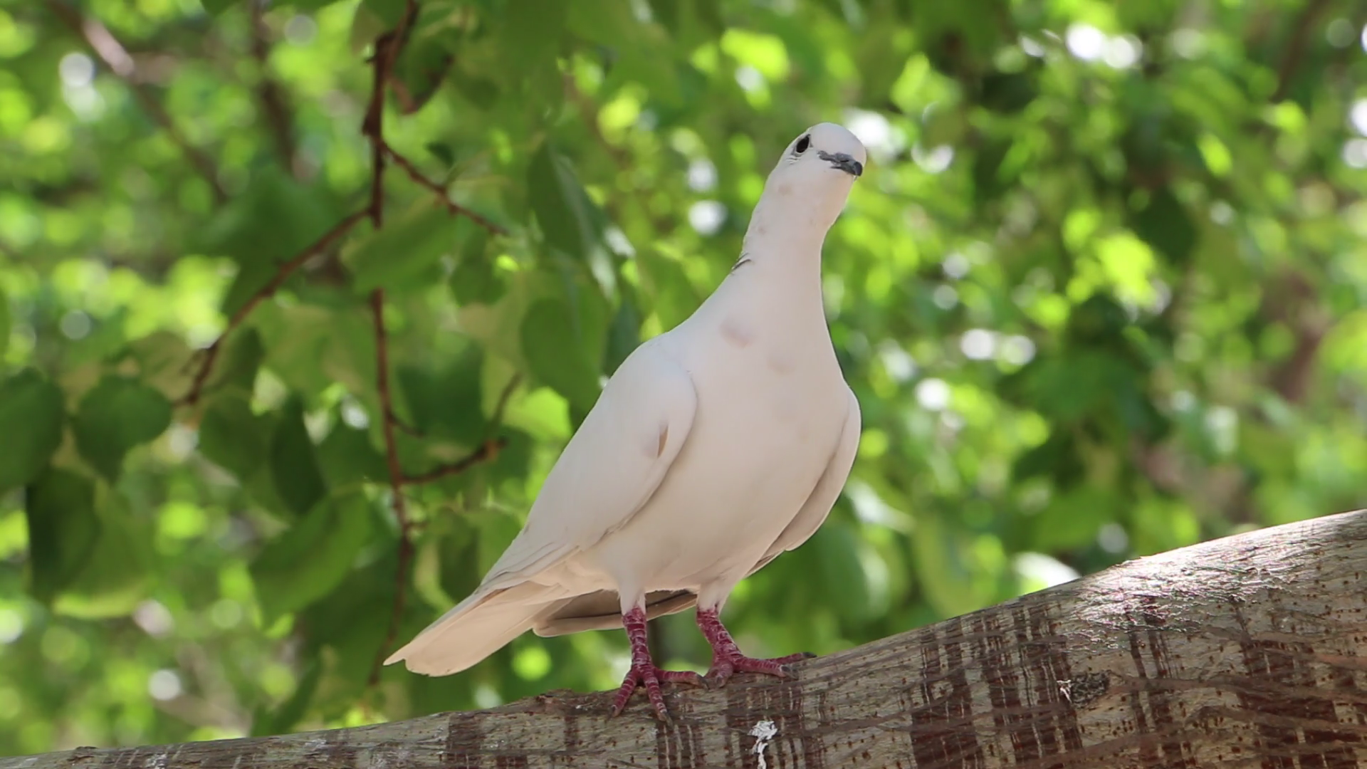 Pigeon Standing on a Tree's Branch and Walking Away Stock Video ...
