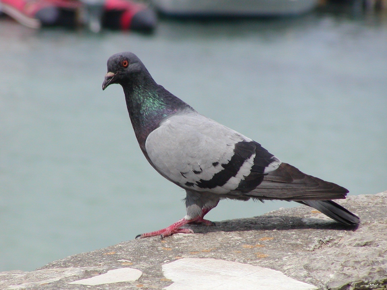 Homing Pigeon Sitting on Wall | HD Wallpapers