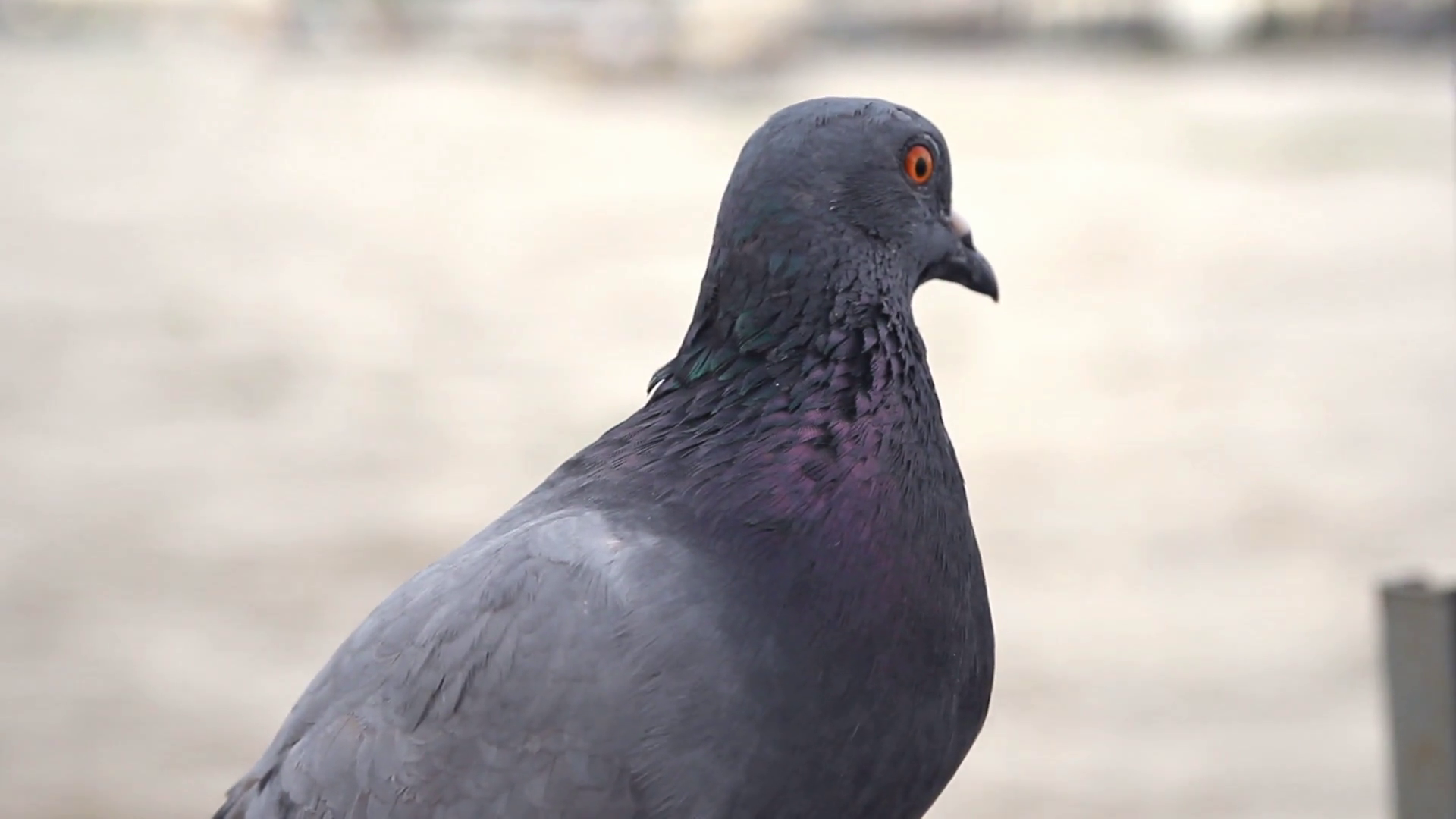 Standing pigeon , close up Stock Video Footage - Videoblocks