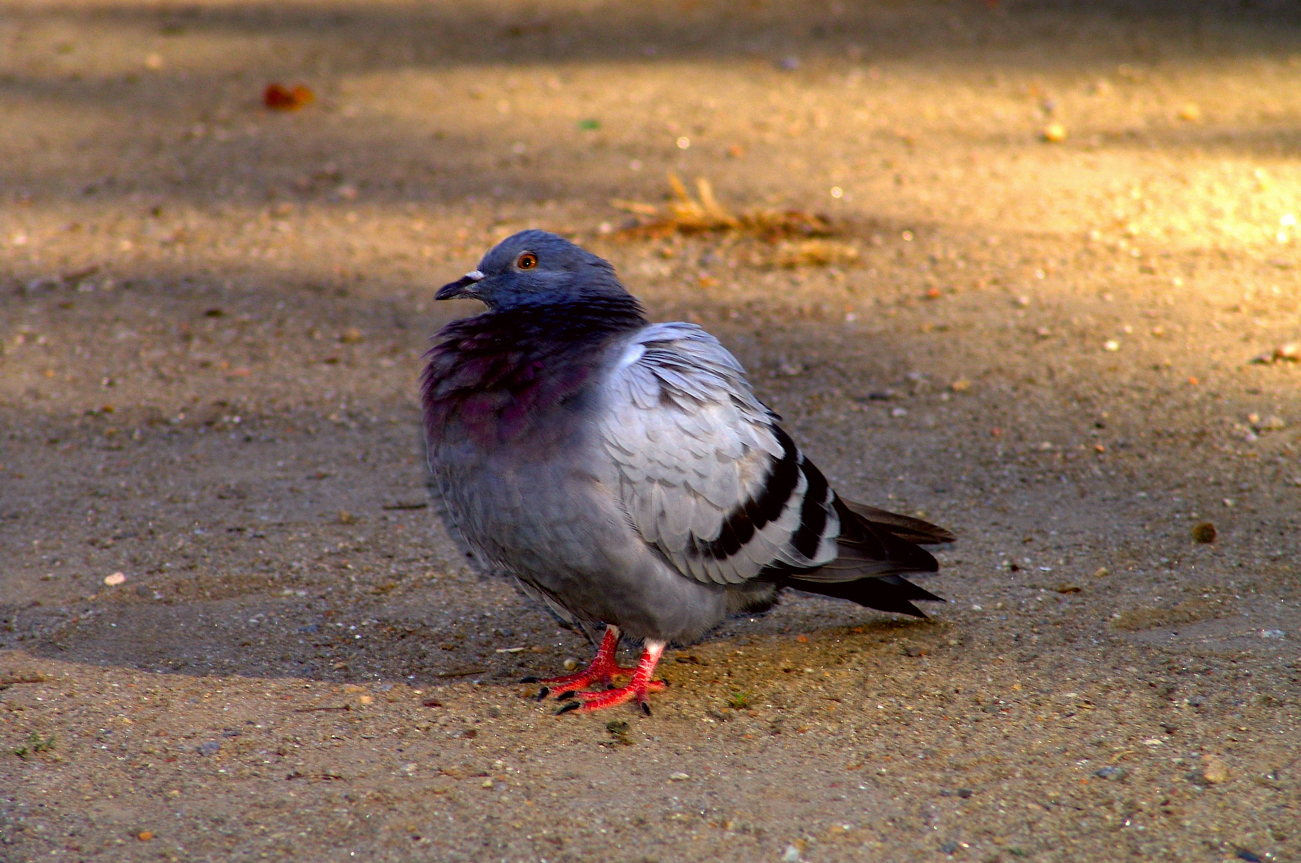 Pigeon standing