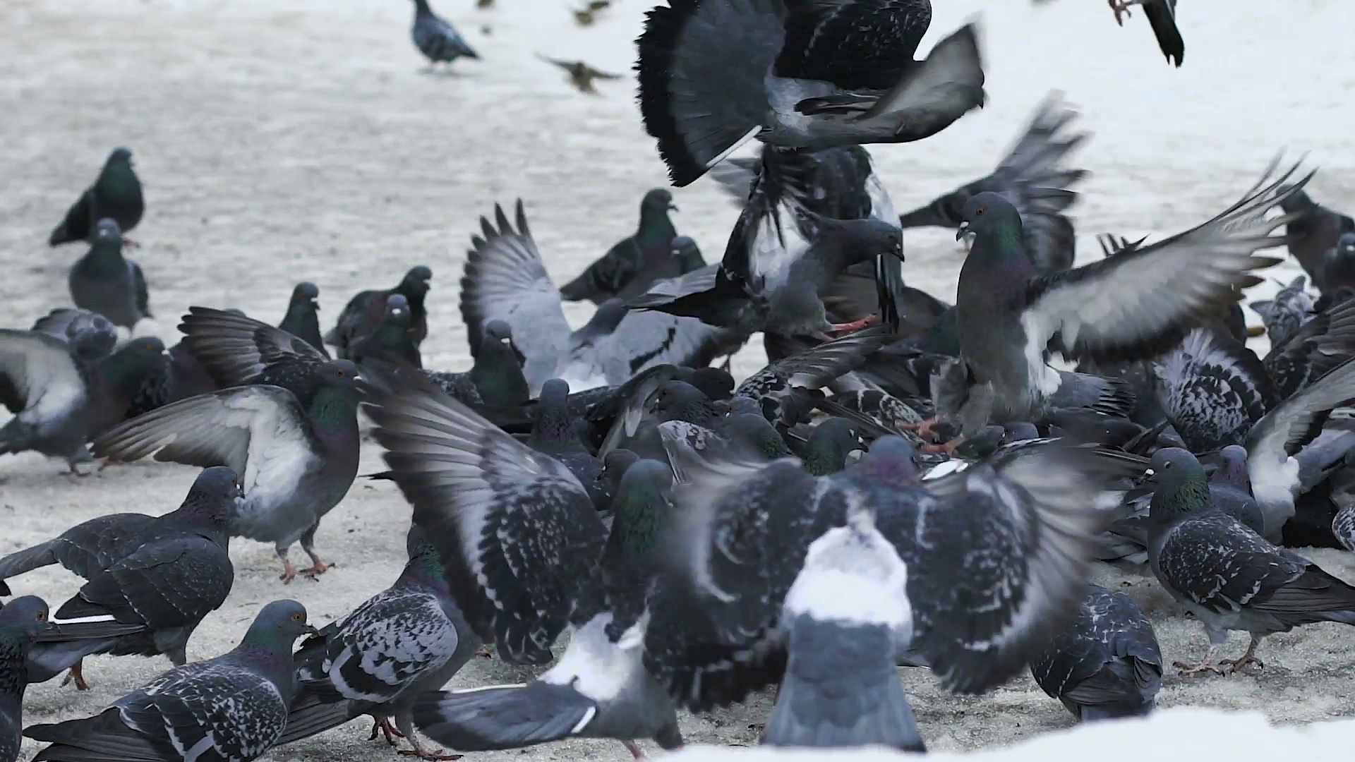 A lot of pigeons taking off from the sidewalk Stock Video Footage ...