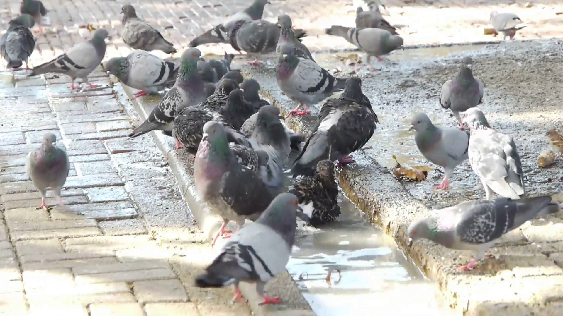 Pigeon birds in the city, drink water and take bath Stock Video ...
