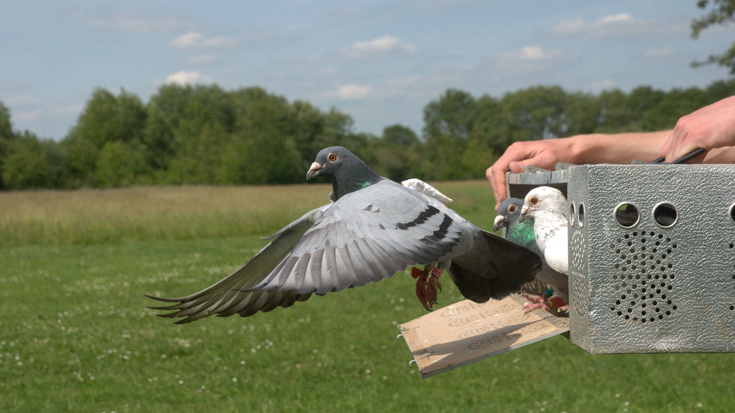 In Homing Pigeon Flocks, Bad Bosses Quickly Get Demoted | Audubon