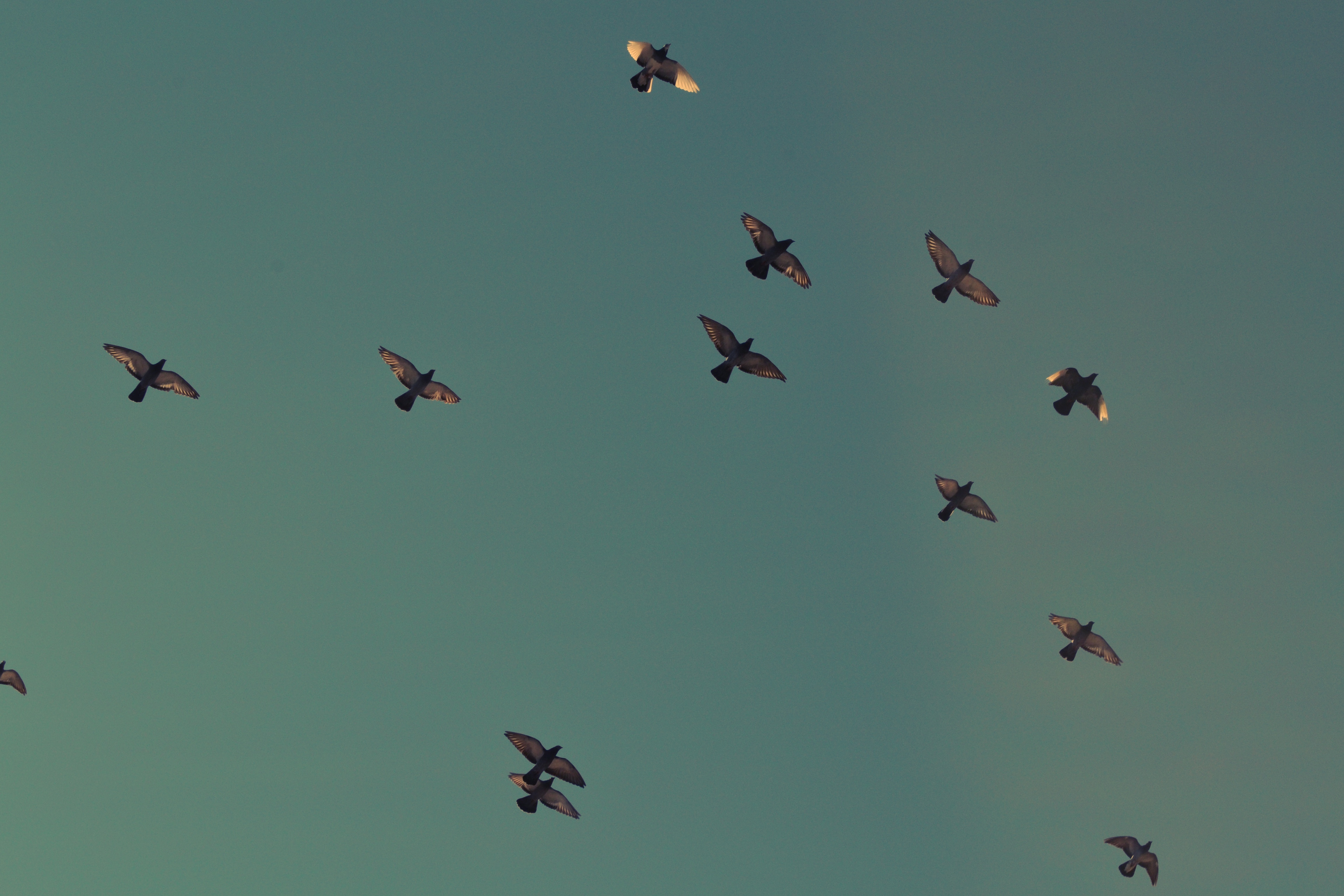 Pigeons, Bird, Fly, Flying, Sky, HQ Photo