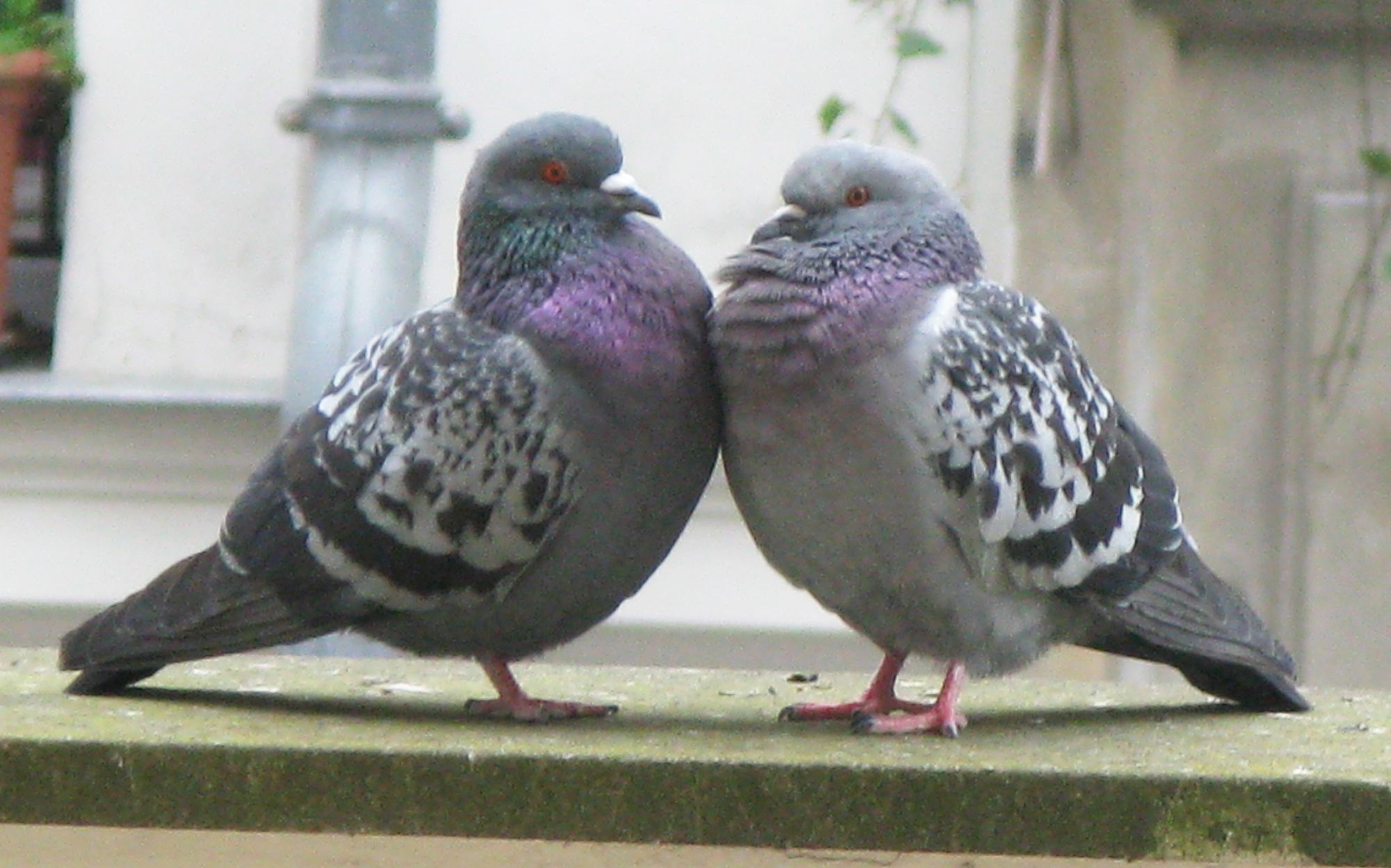 A love letter to NYC pigeons; Are these the New Yorkiest Valentine's ...
