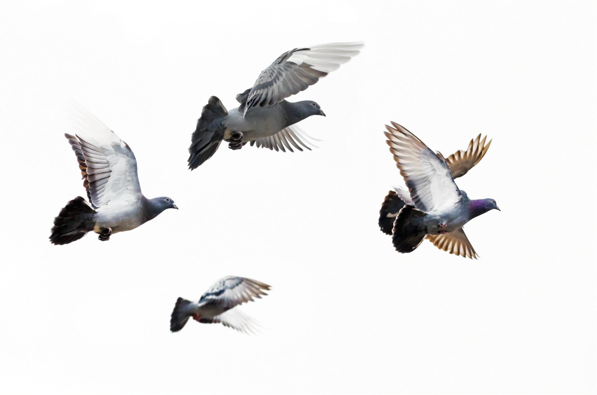 Pigeons flying photo