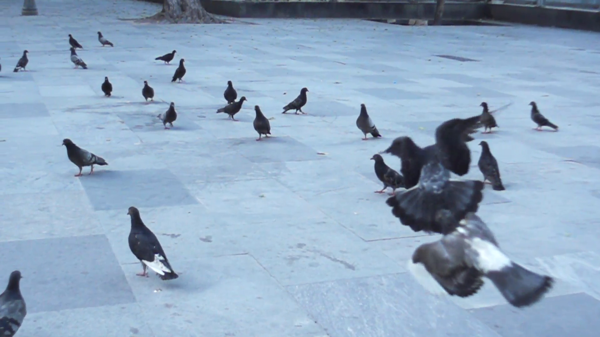 Slow motion pigeons flying around city park. Birds in flight. 1080p ...