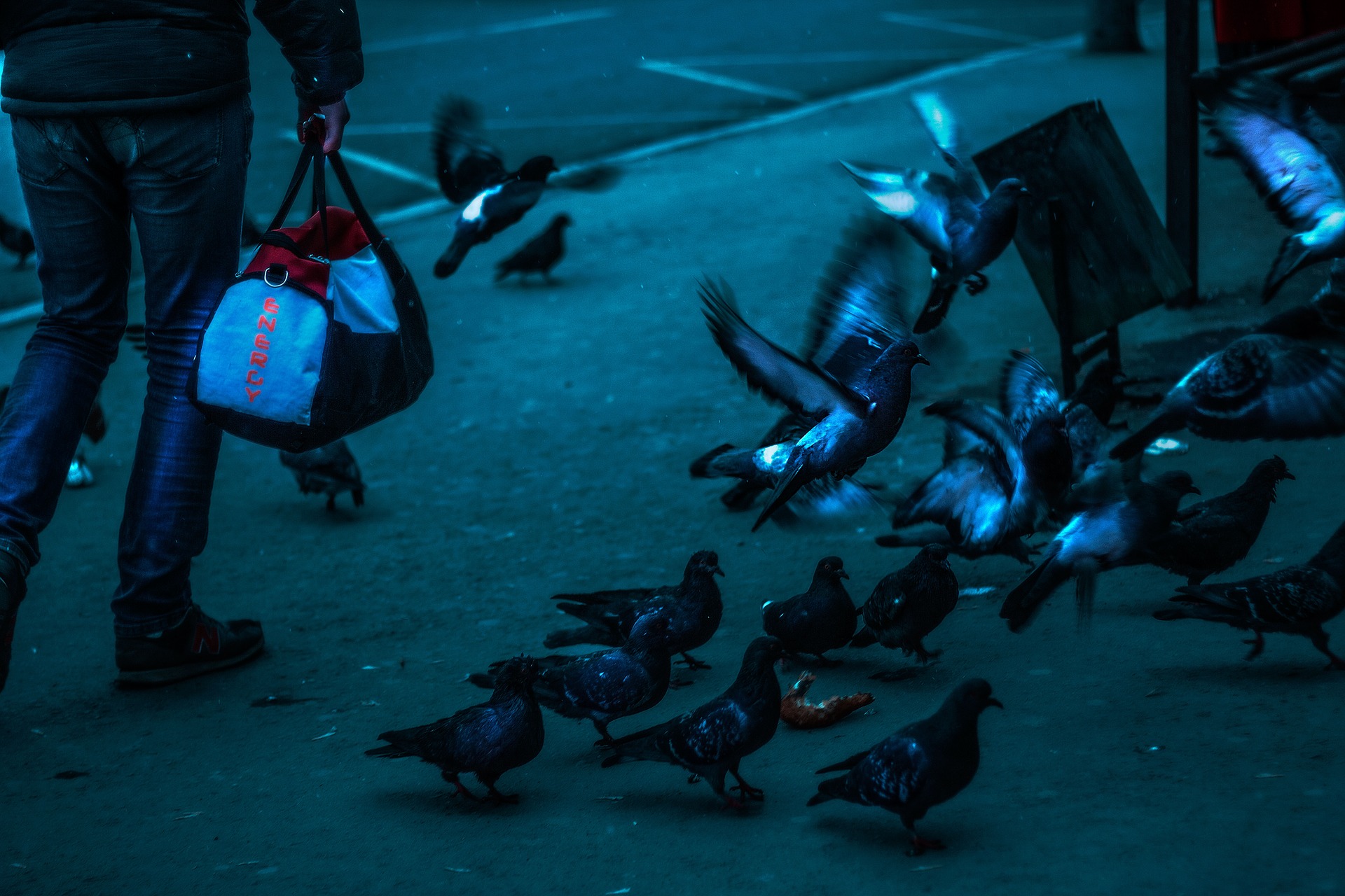 Pigeons in the city photo