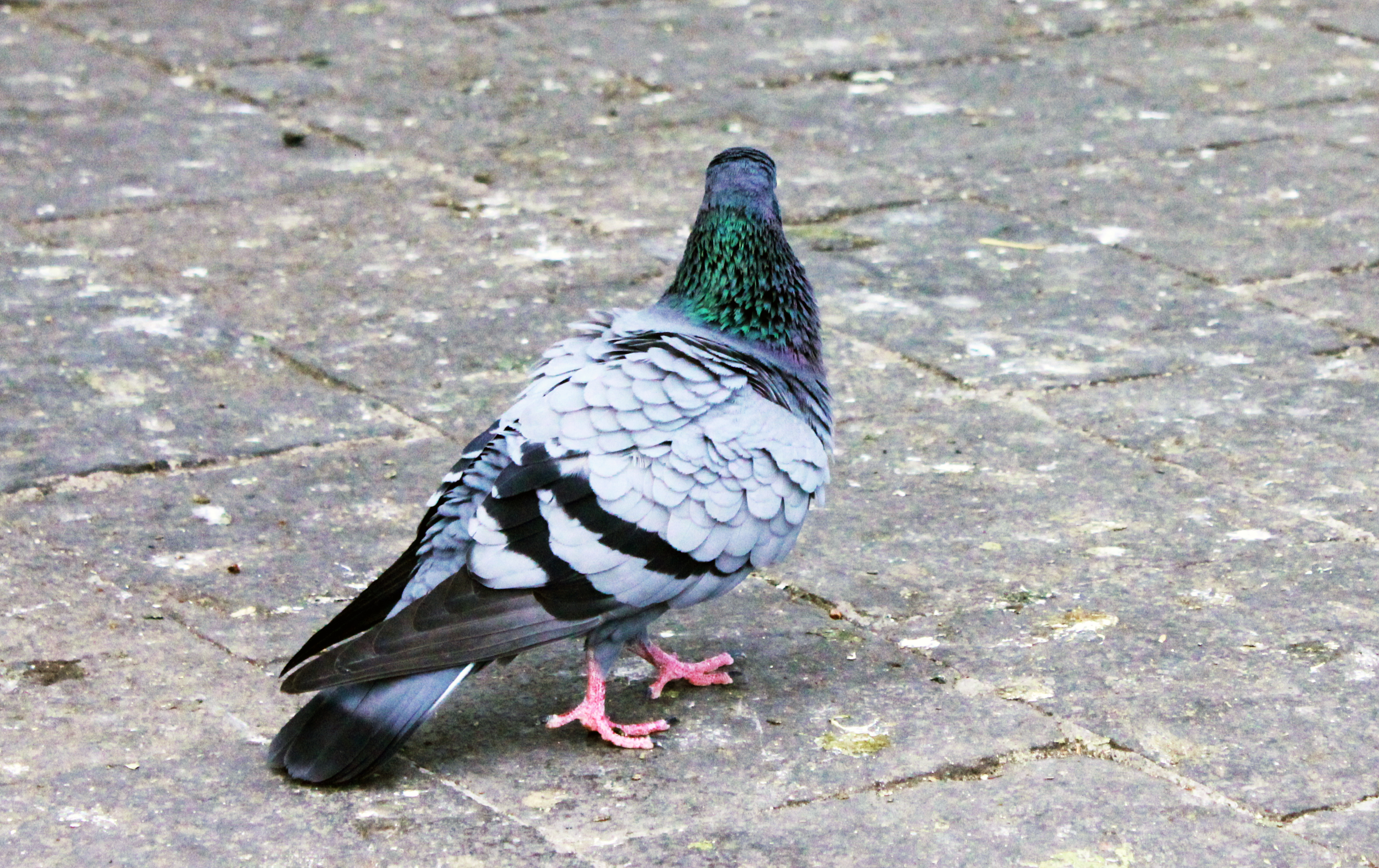 Pigeons on ground photo