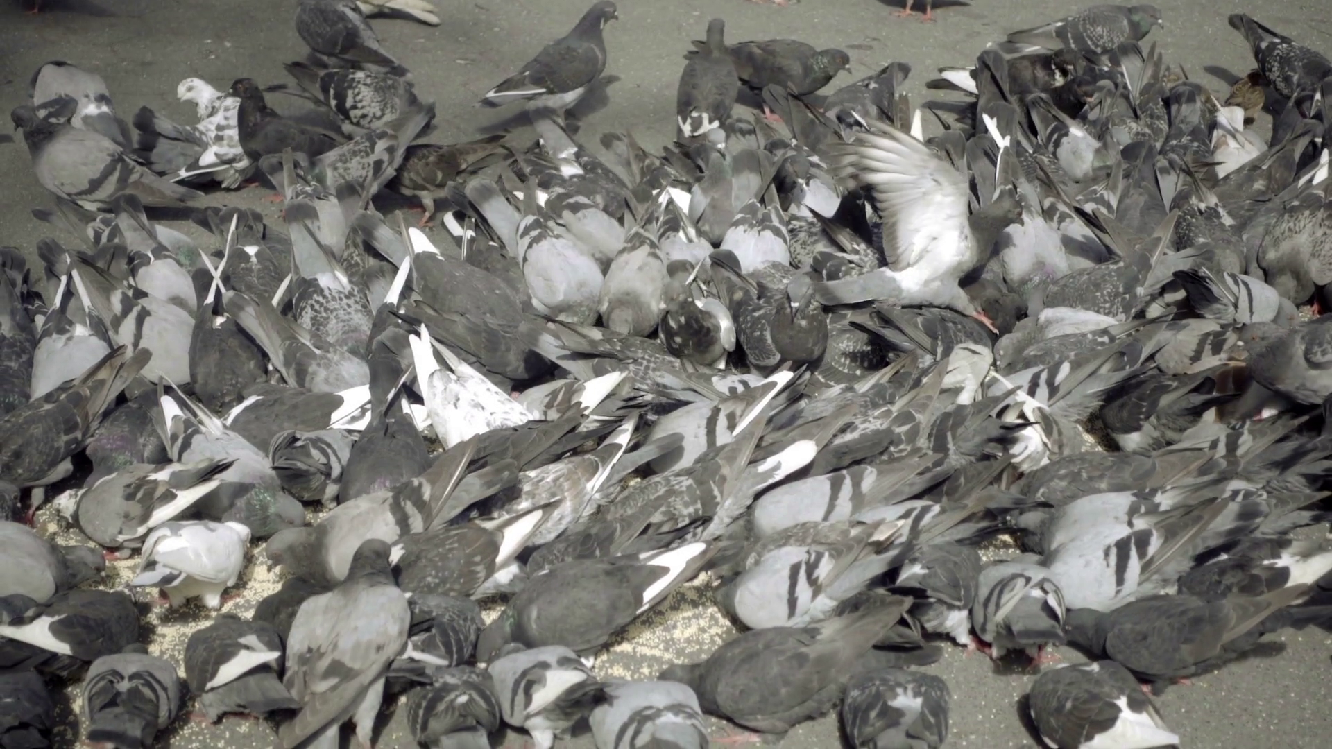 Swarm Of Birds Feeding Pigeons Eating Off Ground In Nyc Stock Video ...