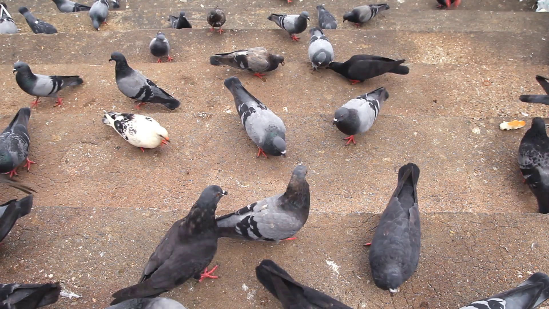 Group of pigeons on ground Stock Video Footage - VideoBlocks