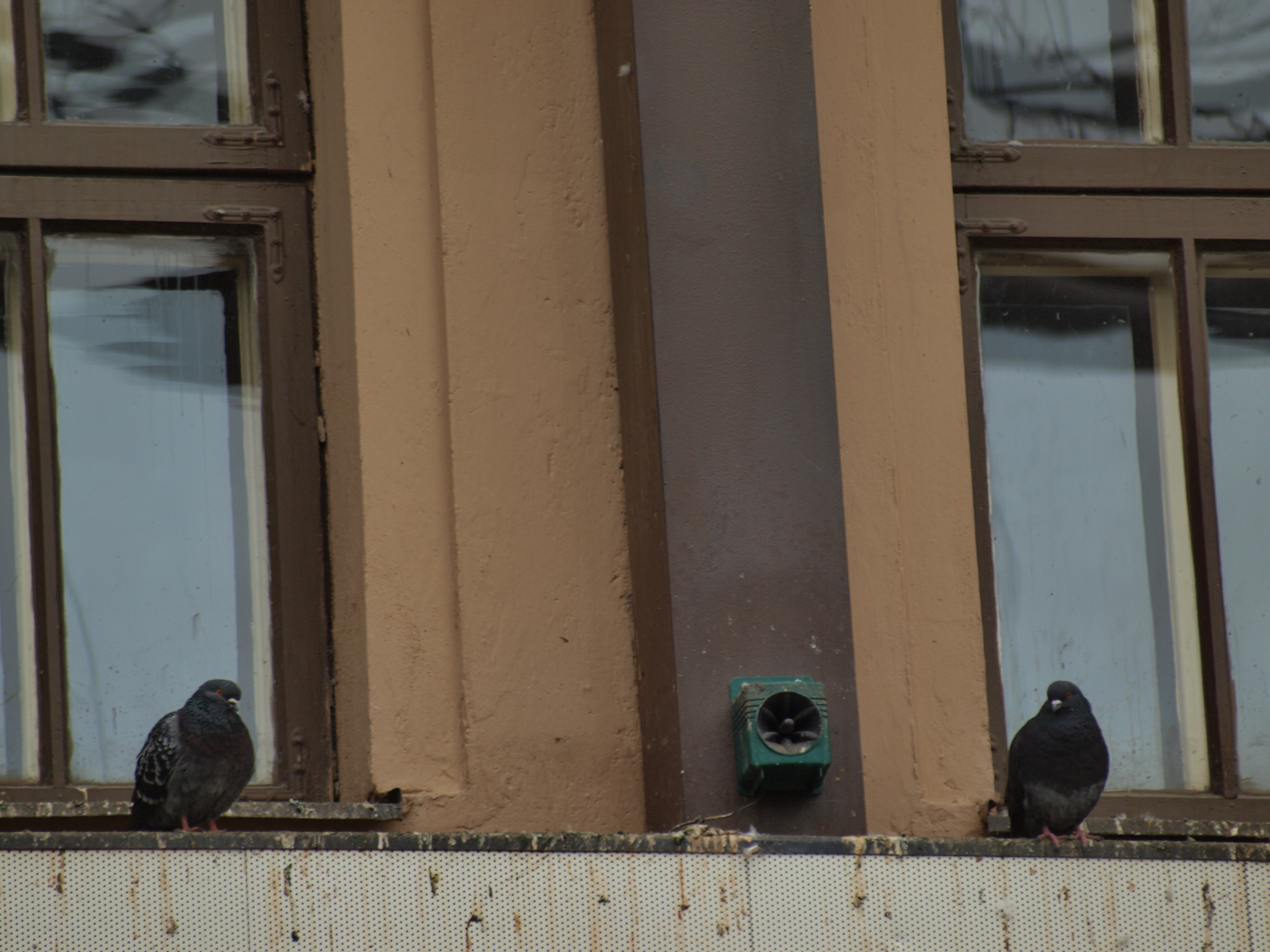 Pigeons photo