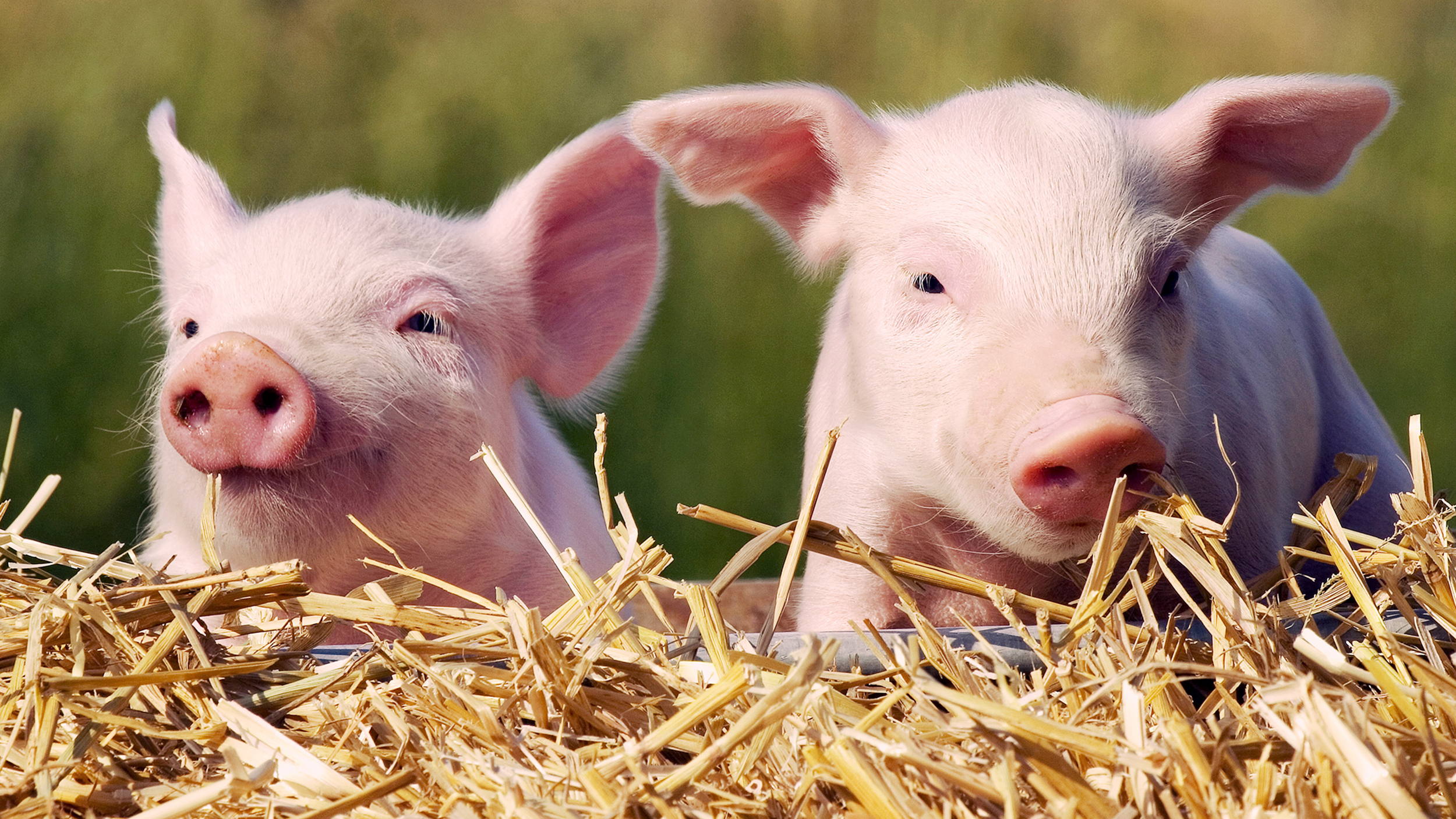 Piglets saved from fire served as sausages to firefighters - TODAY.com