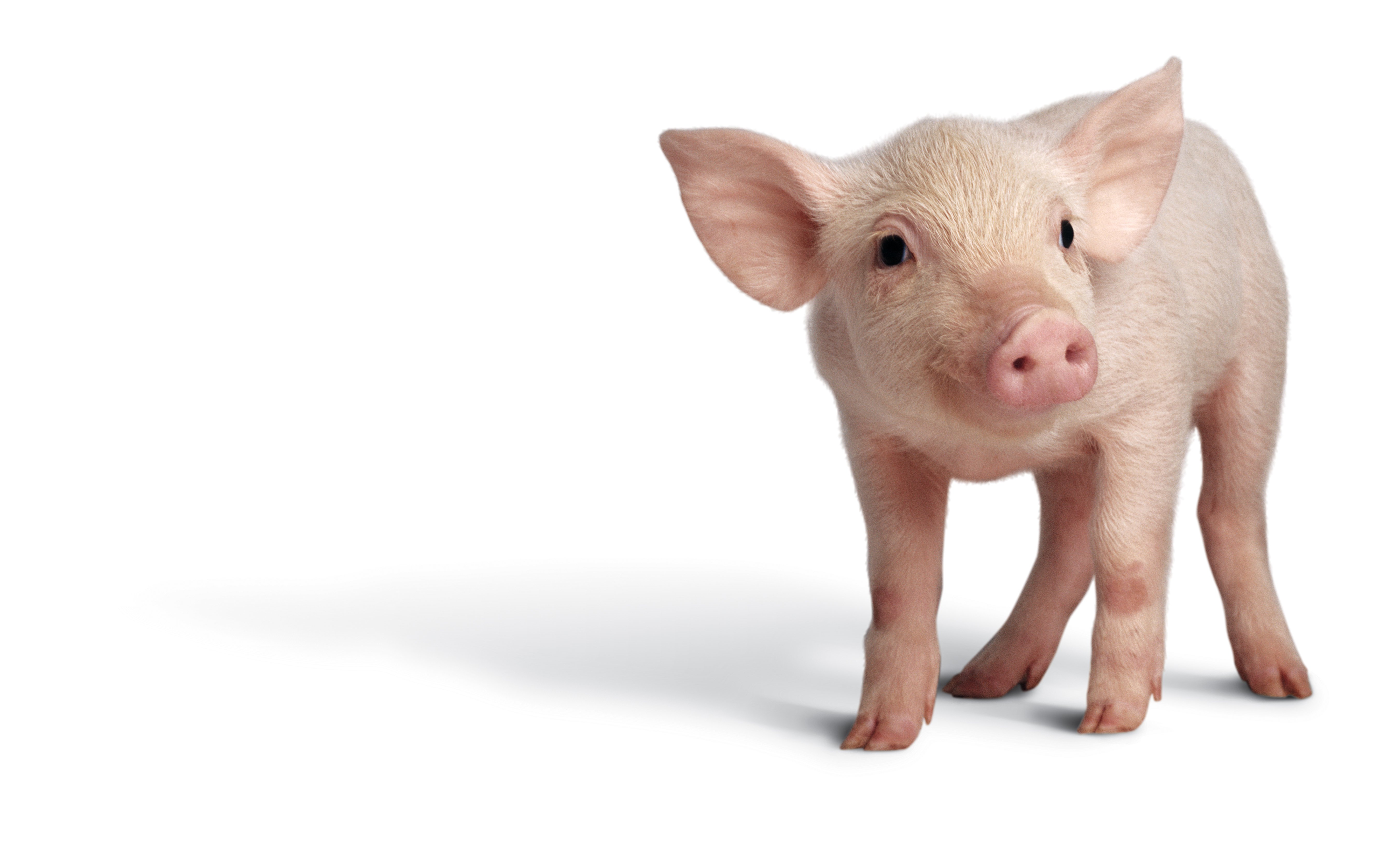 Piglets Are Now Being Used to Combat Student Stress | Time