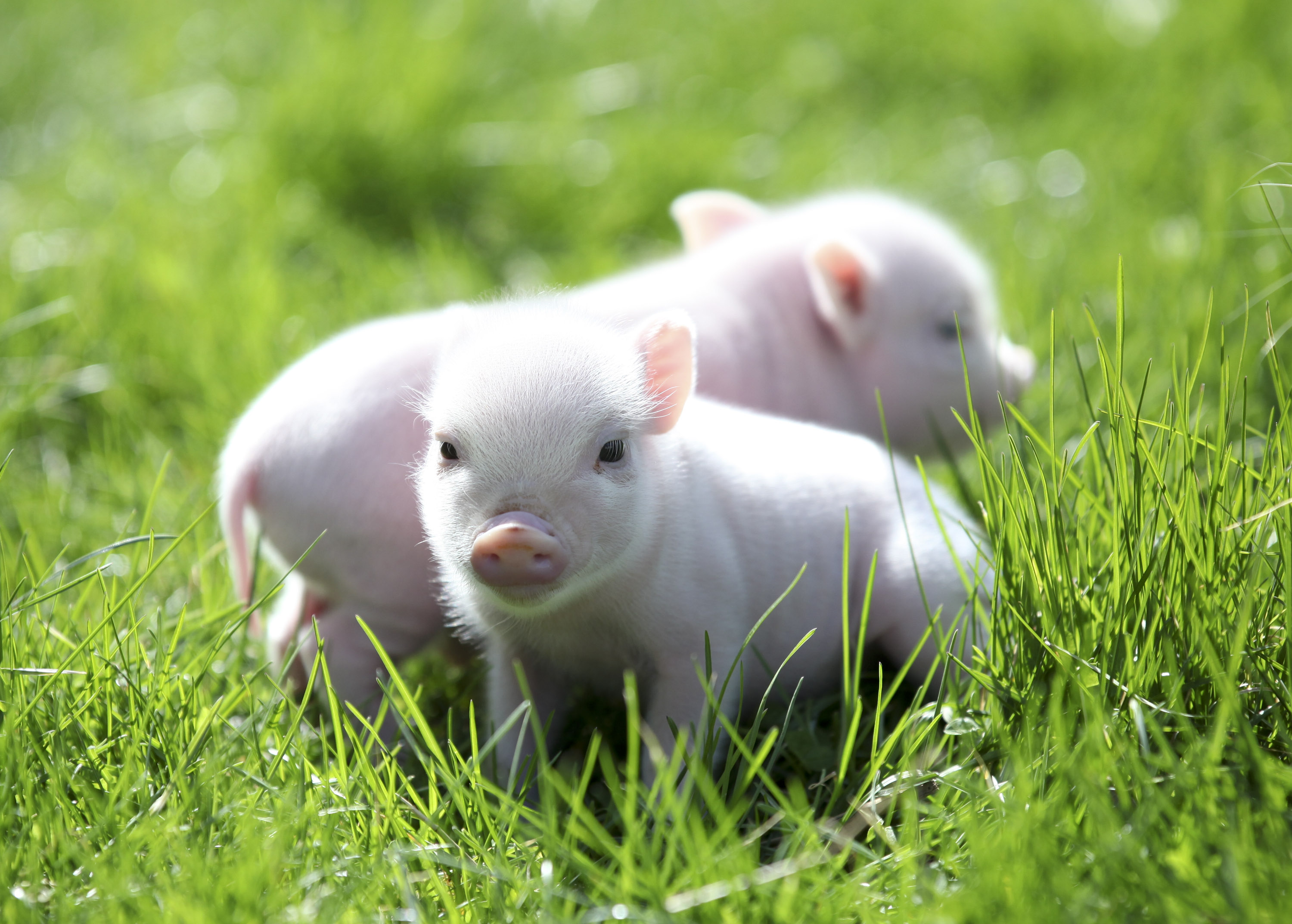 Mini Pet Piglets <3 Love 'em | Piggies! | Pinterest | Piglets ...