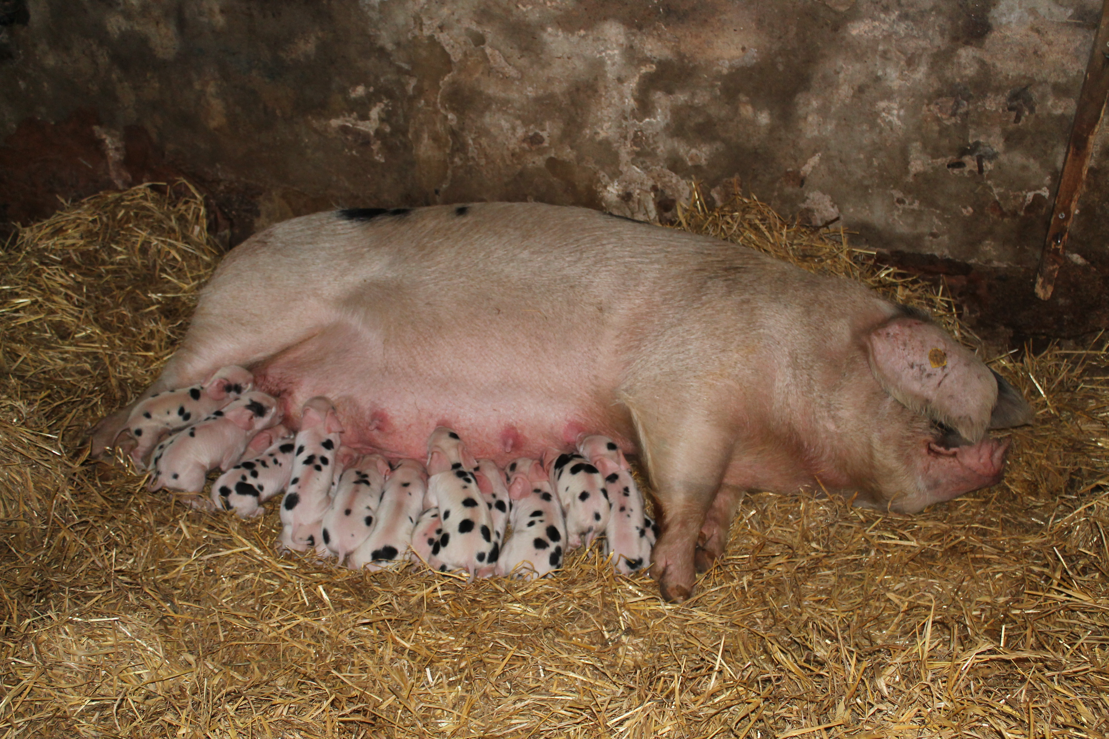 Christmas Piglets!!! - Shallowford Farm