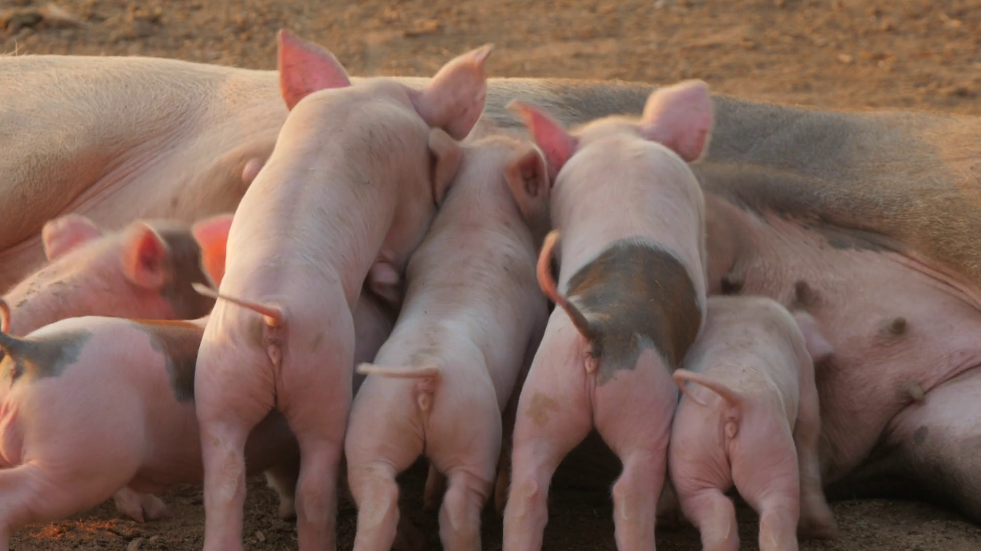 Mother pig feeding piglet's,Savannakhet,Laos Stock Video Footage ...