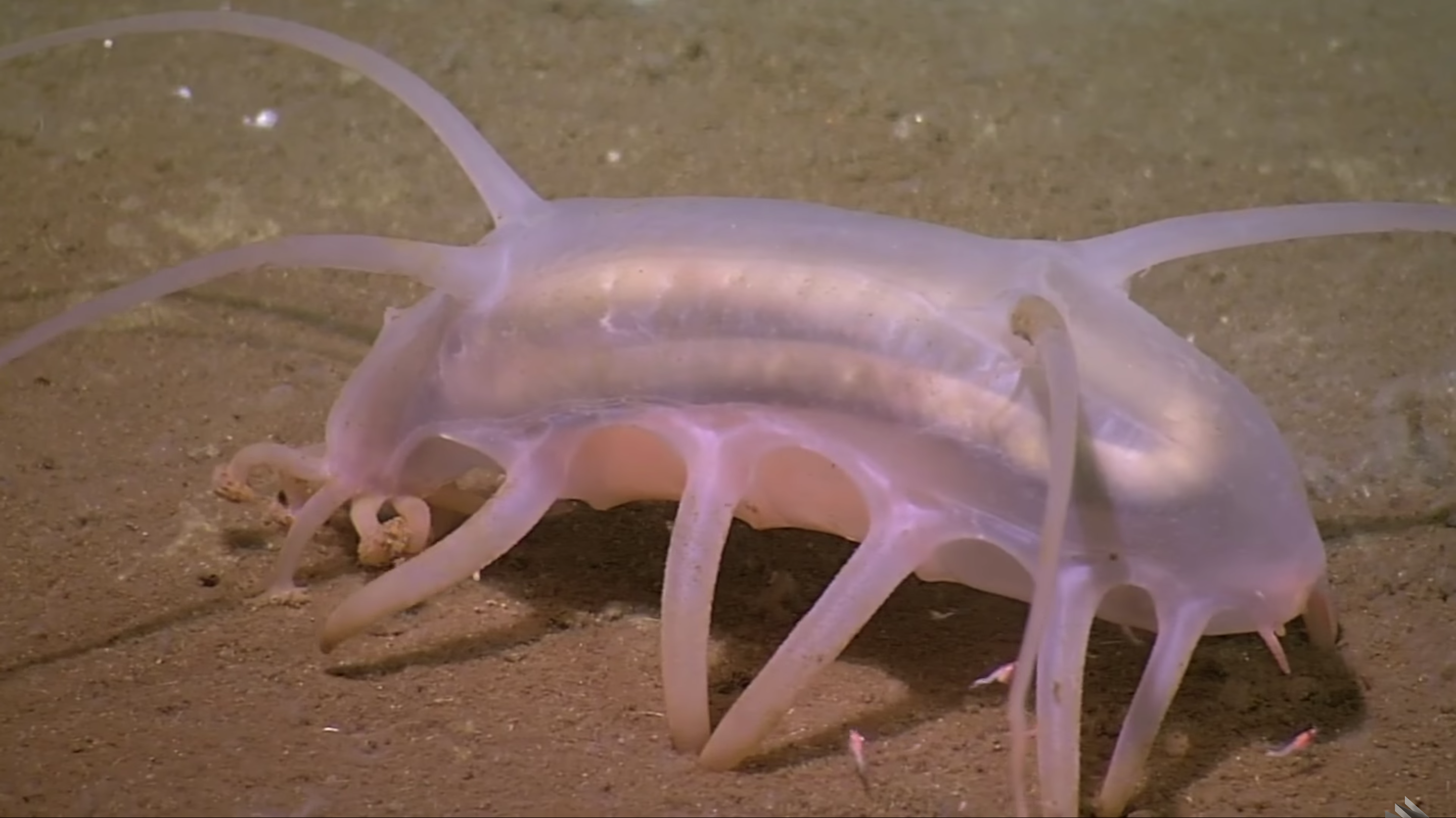 5 things you didn't know about sea pigs | MNN - Mother Nature Network