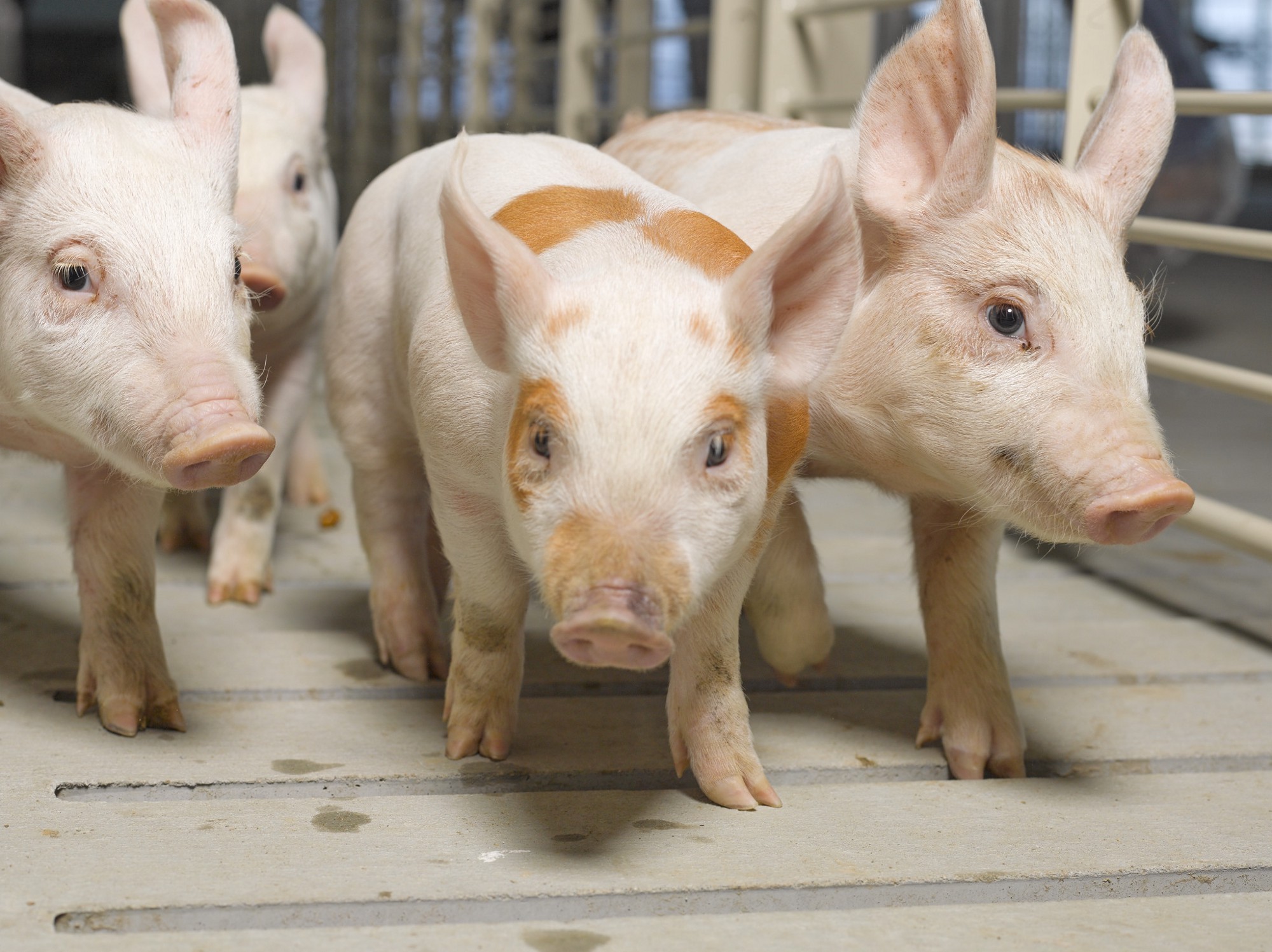 15 Trivia Winning Facts About Pigs – Real Pig Farming
