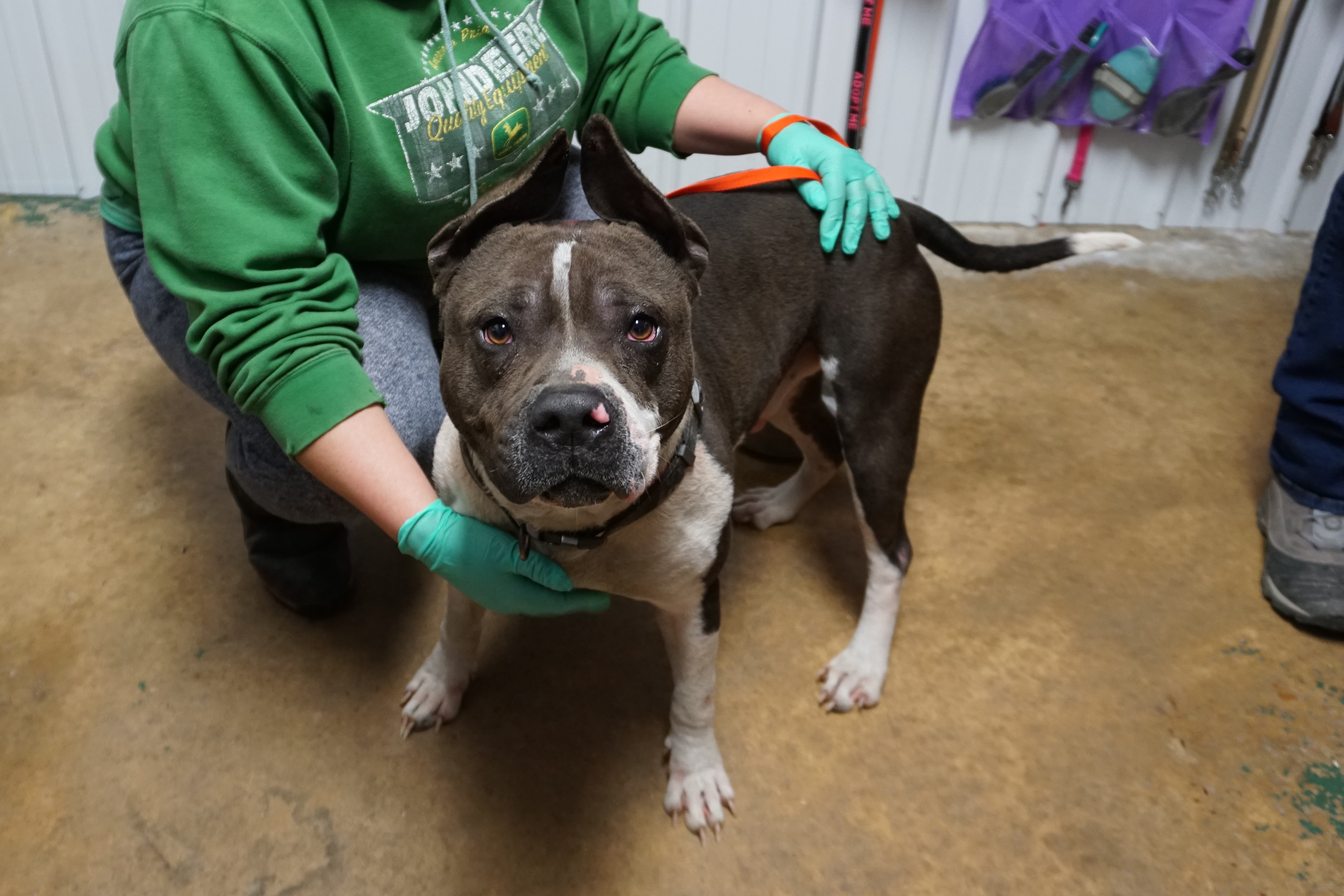 Dog for Adoption – Quintin, near Waverly, OH | Petfinder
