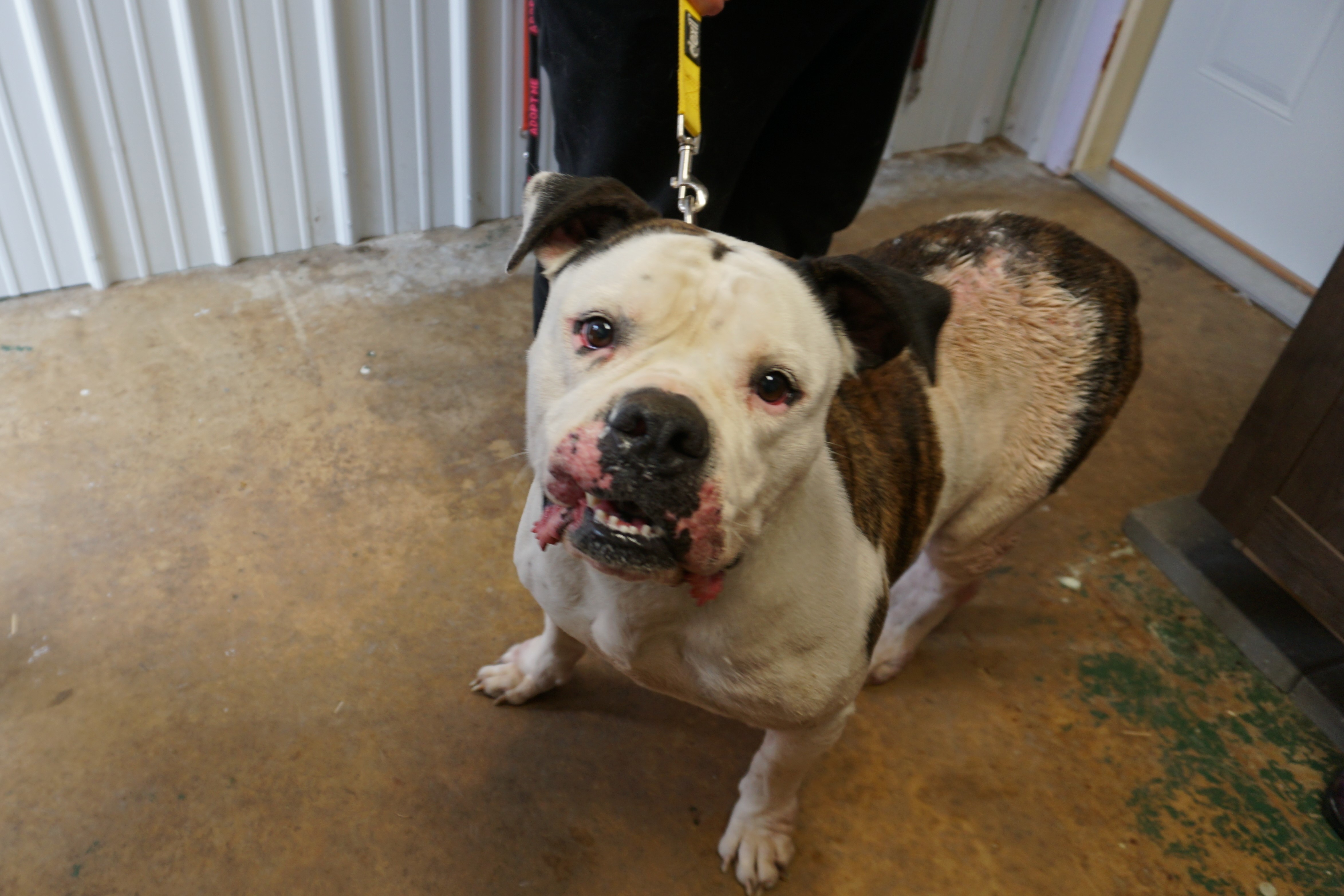 Dog for Adoption – Ruger, near Waverly, OH | Petfinder
