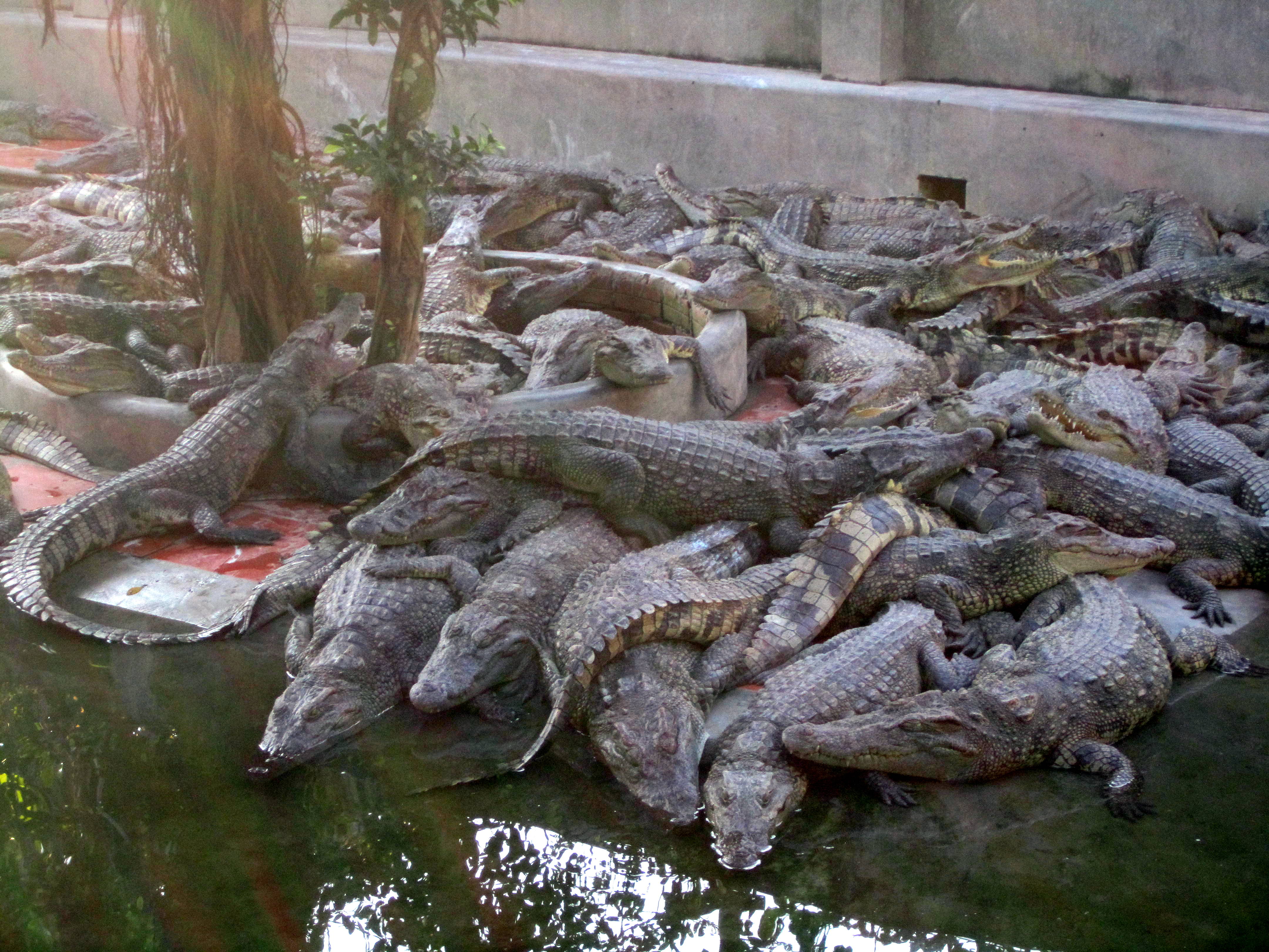 Pile of crocodiles photo