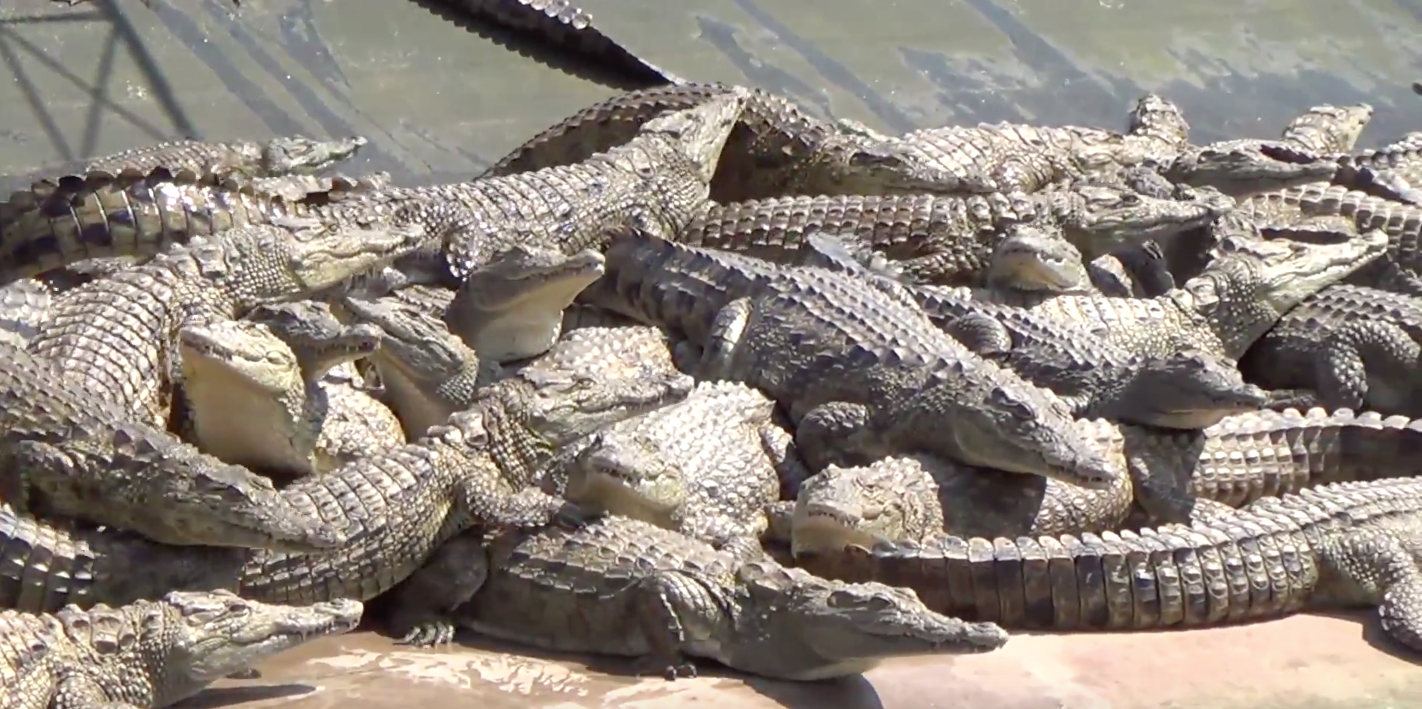 Undercover Investigators Expose Atrocities on Alligator Farms that ...