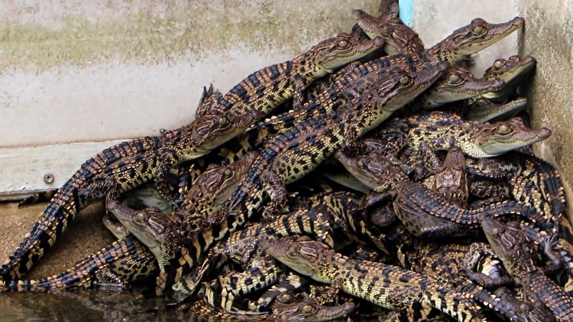 Young crocodiles crawling over each other in a pile in the pool ...