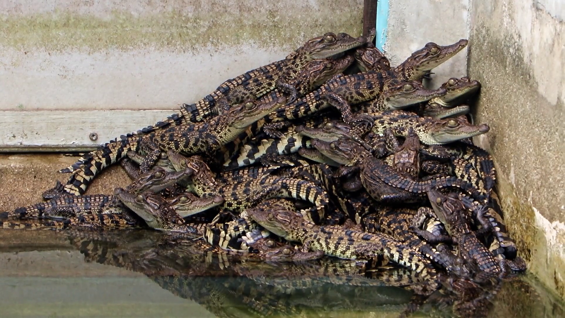 Young crocodiles crawling over each other in a pile in the pool ...