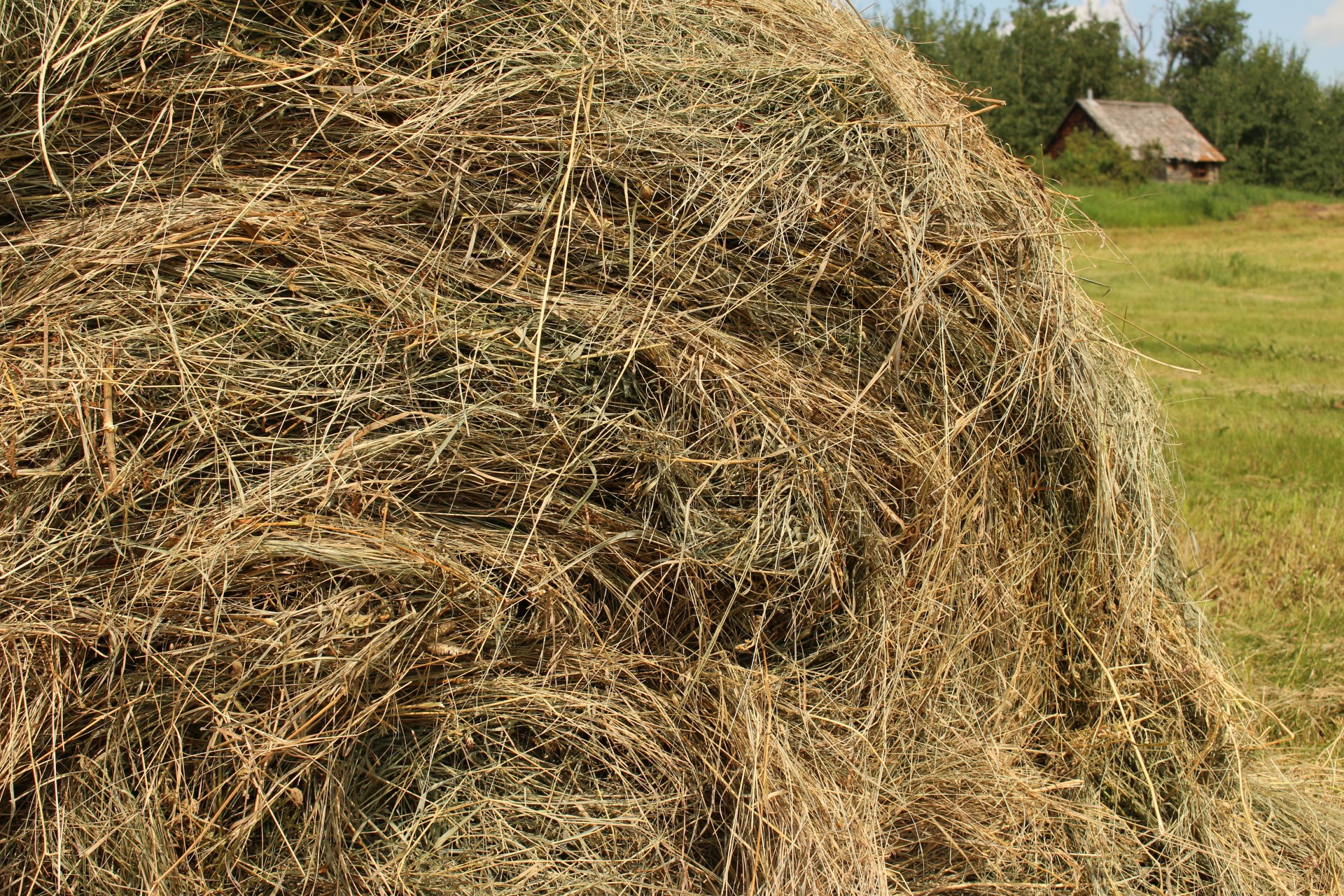 Pile of hay photo