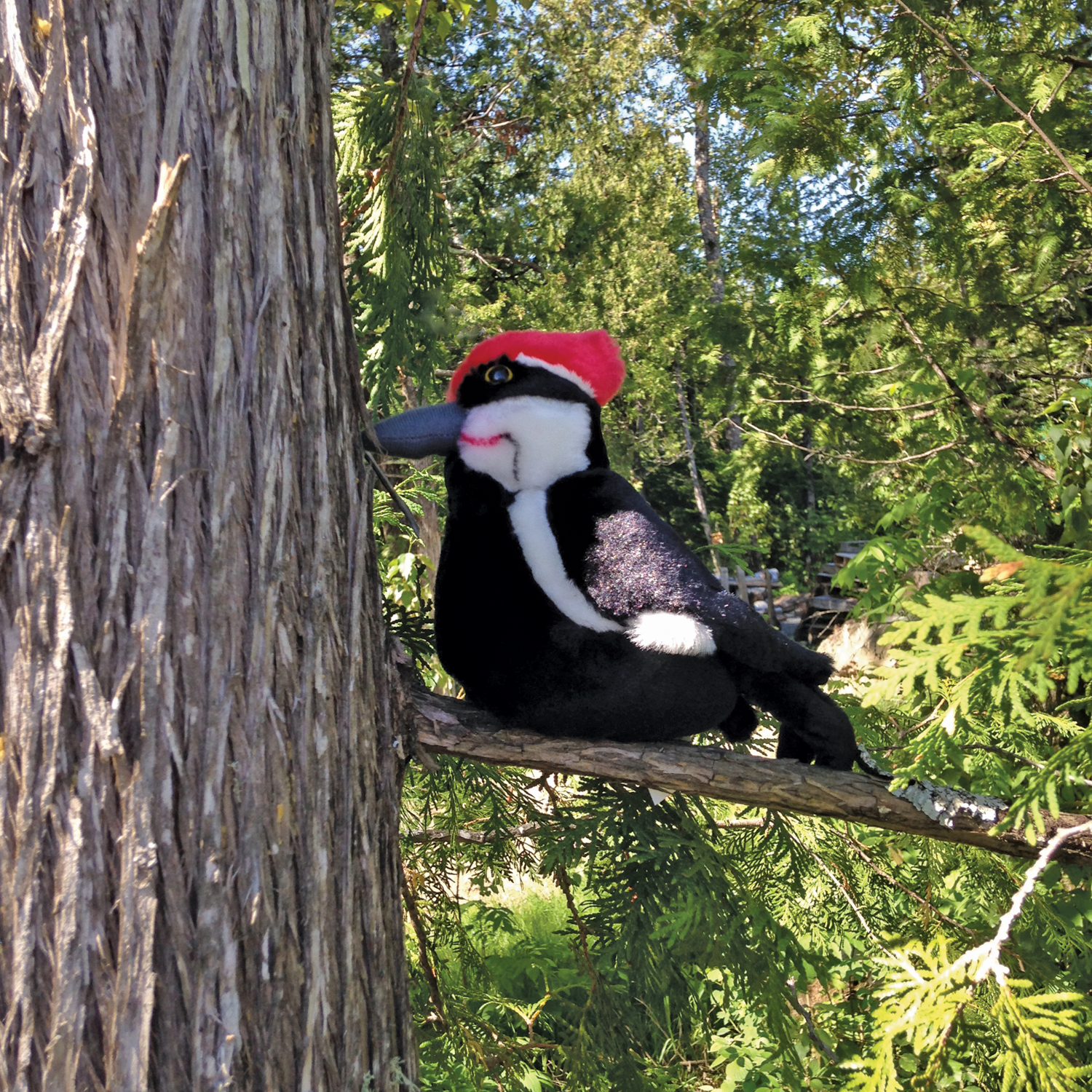North American Bear Center - Audubon Pileated Woodpecker with Sound