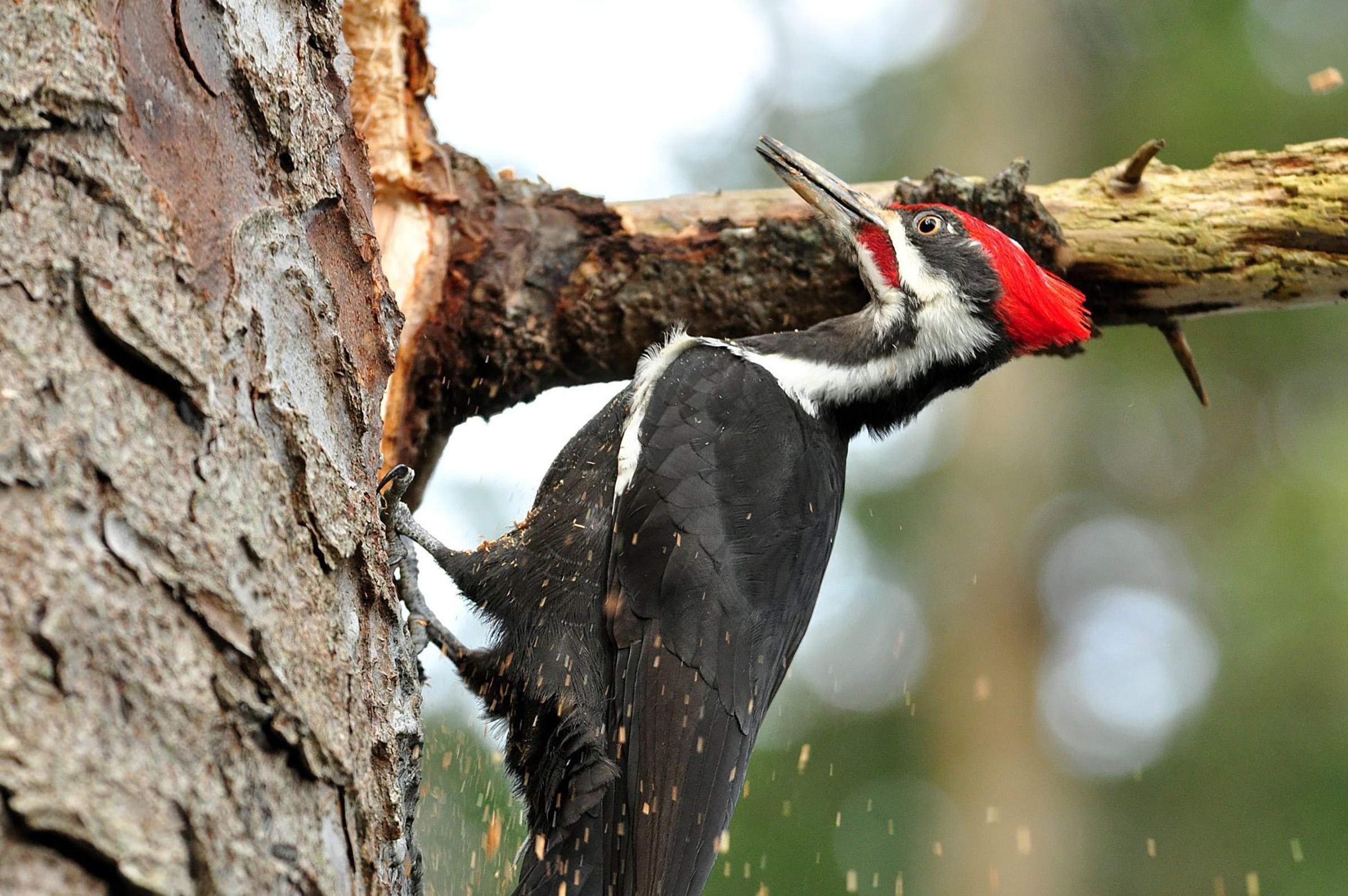 Pileated Woodpecker | Audubon Guide to North American Birds