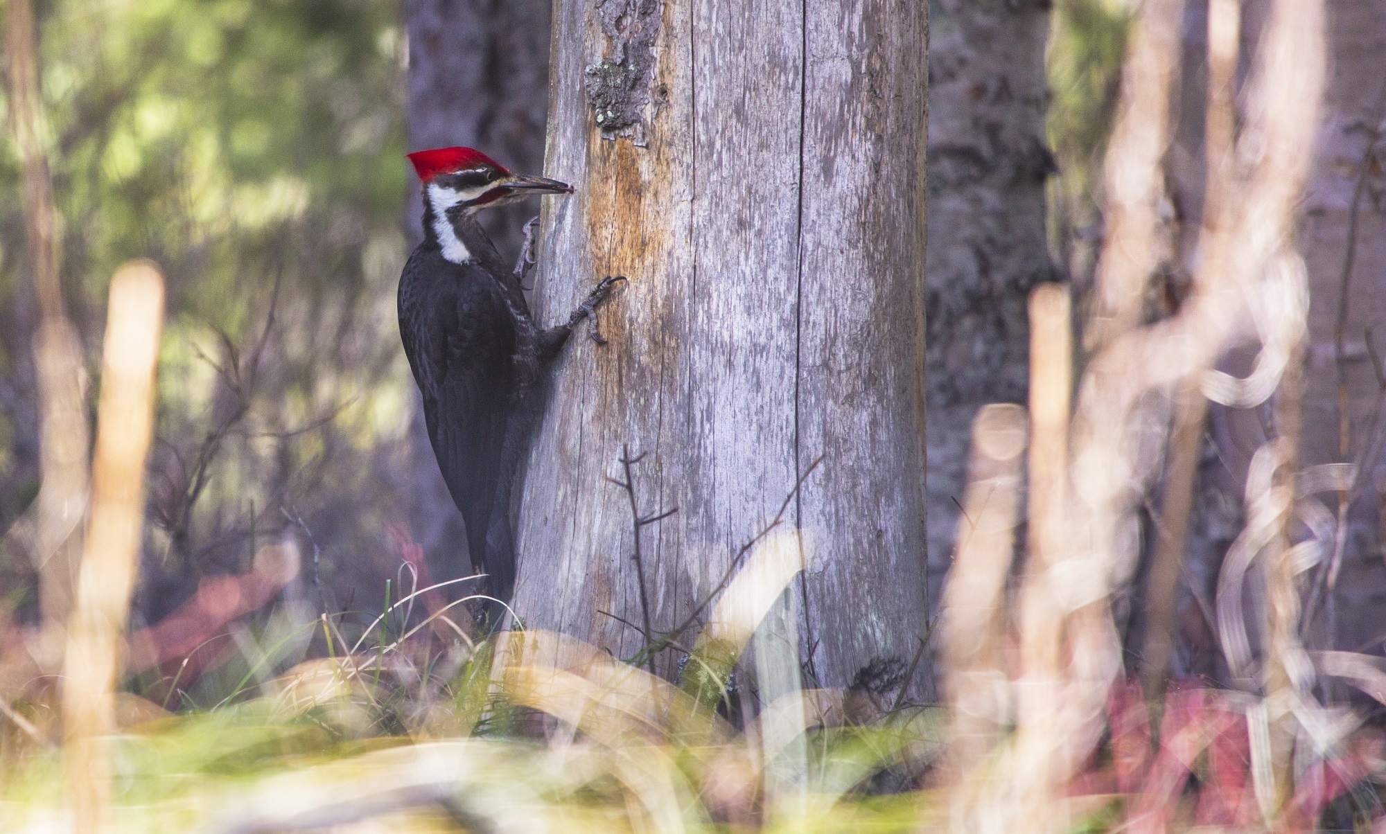 Pileated woodpecker photo