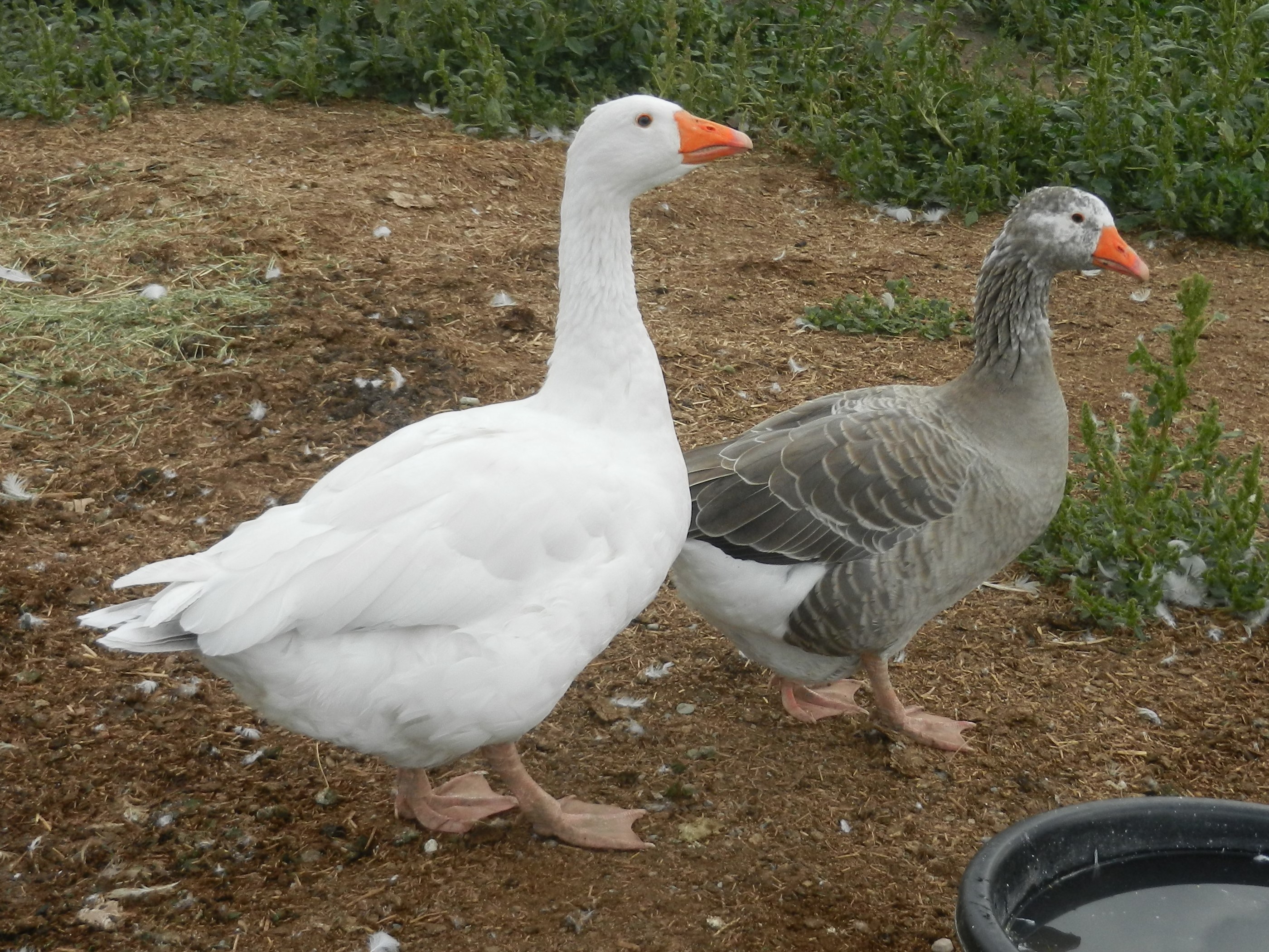 Pilgrim Geese - Ninepipe Family Farm