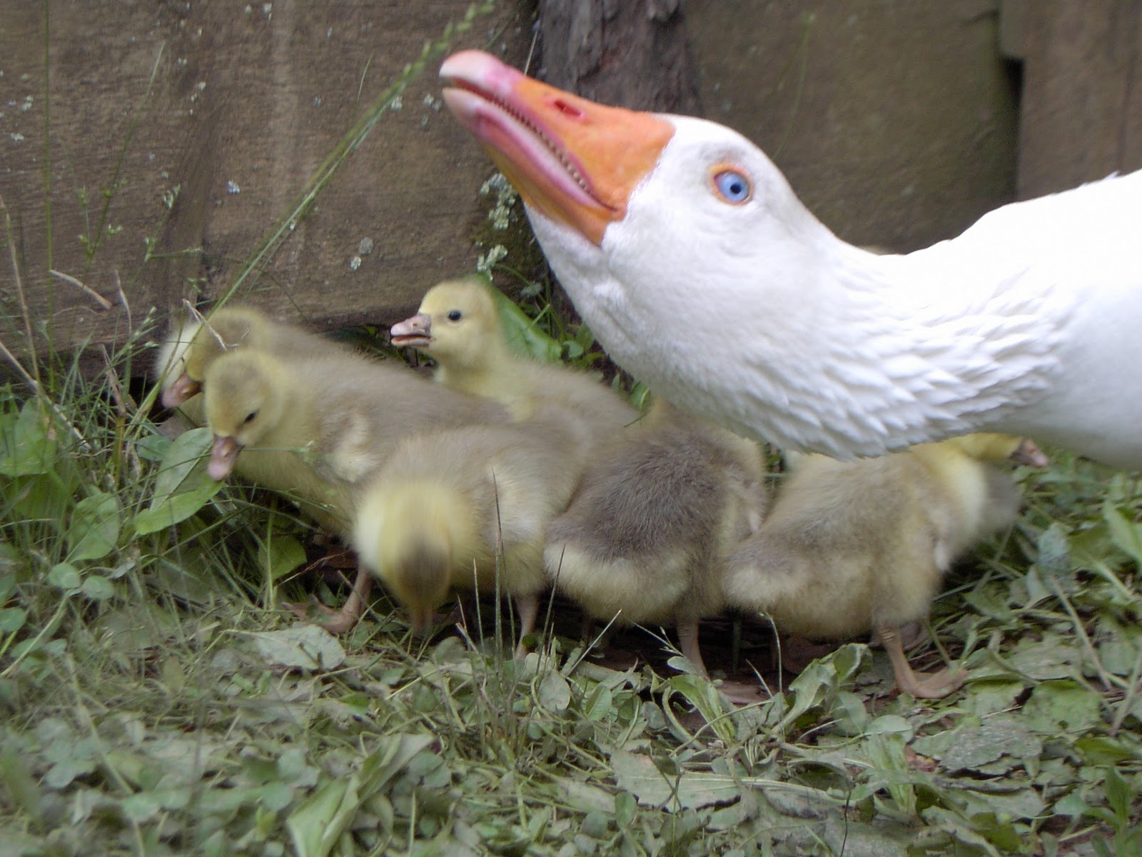 Pilgrim Geese | ferrebeekeeper