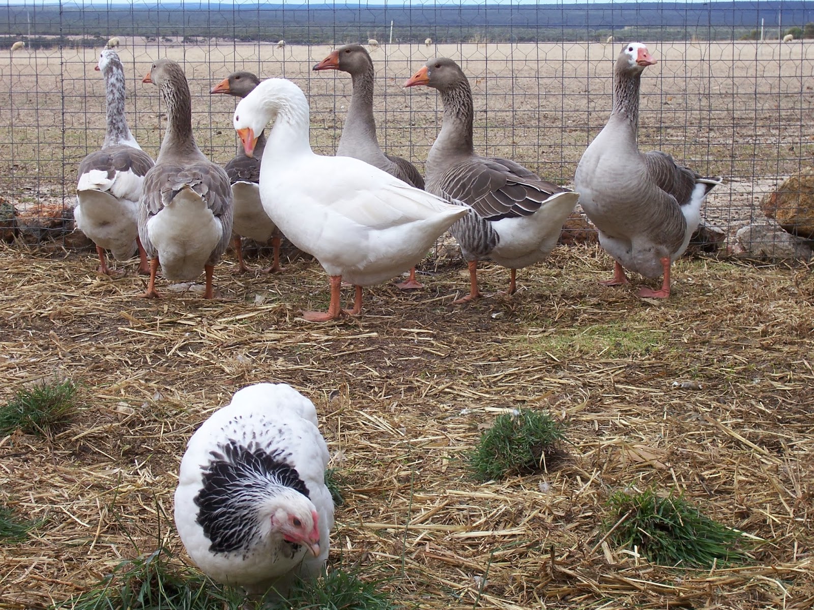 Pretending to Farm: What's Good for the Goose