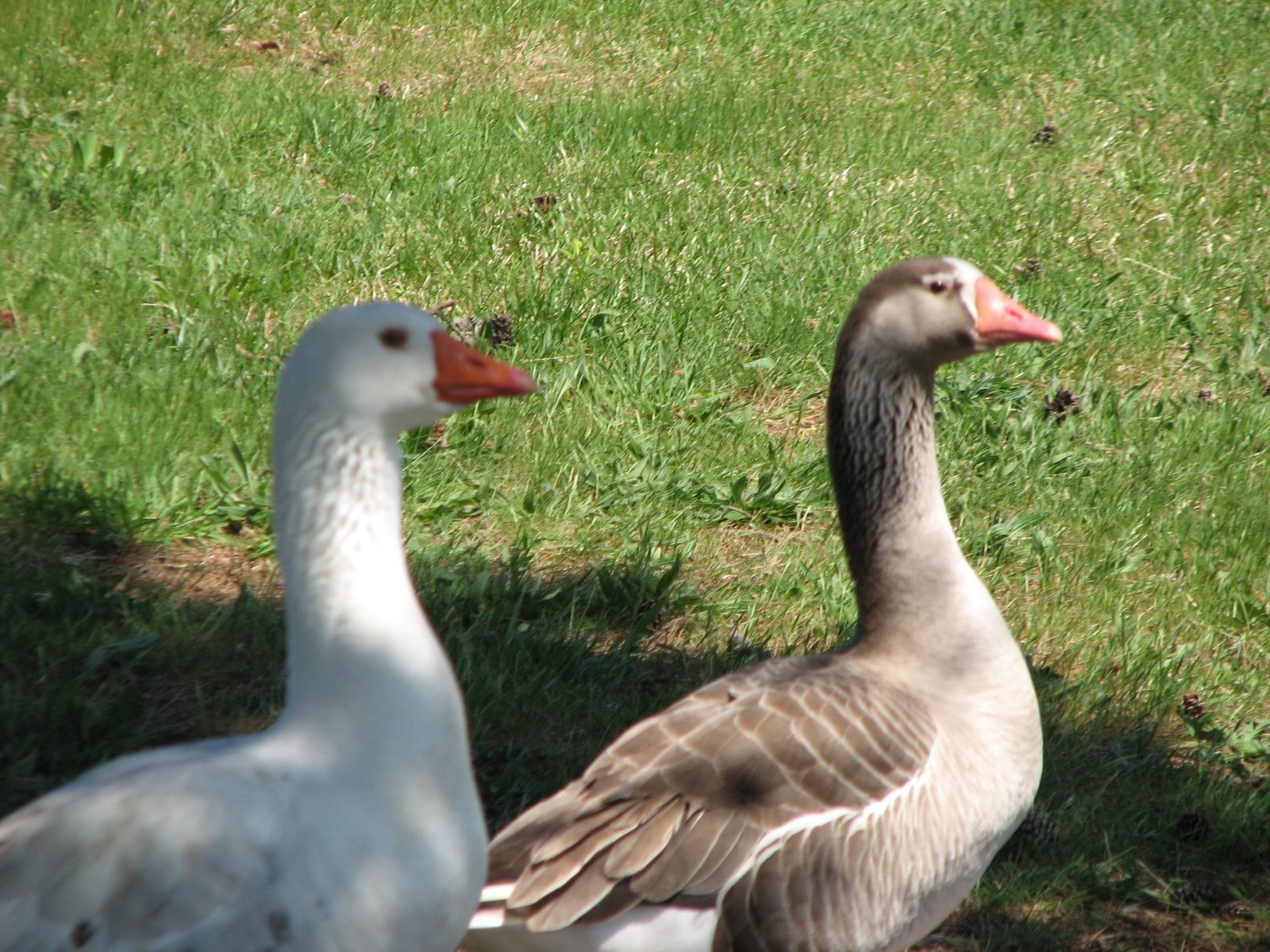 Pilgrim geese? yes or no? | BackYard Chickens