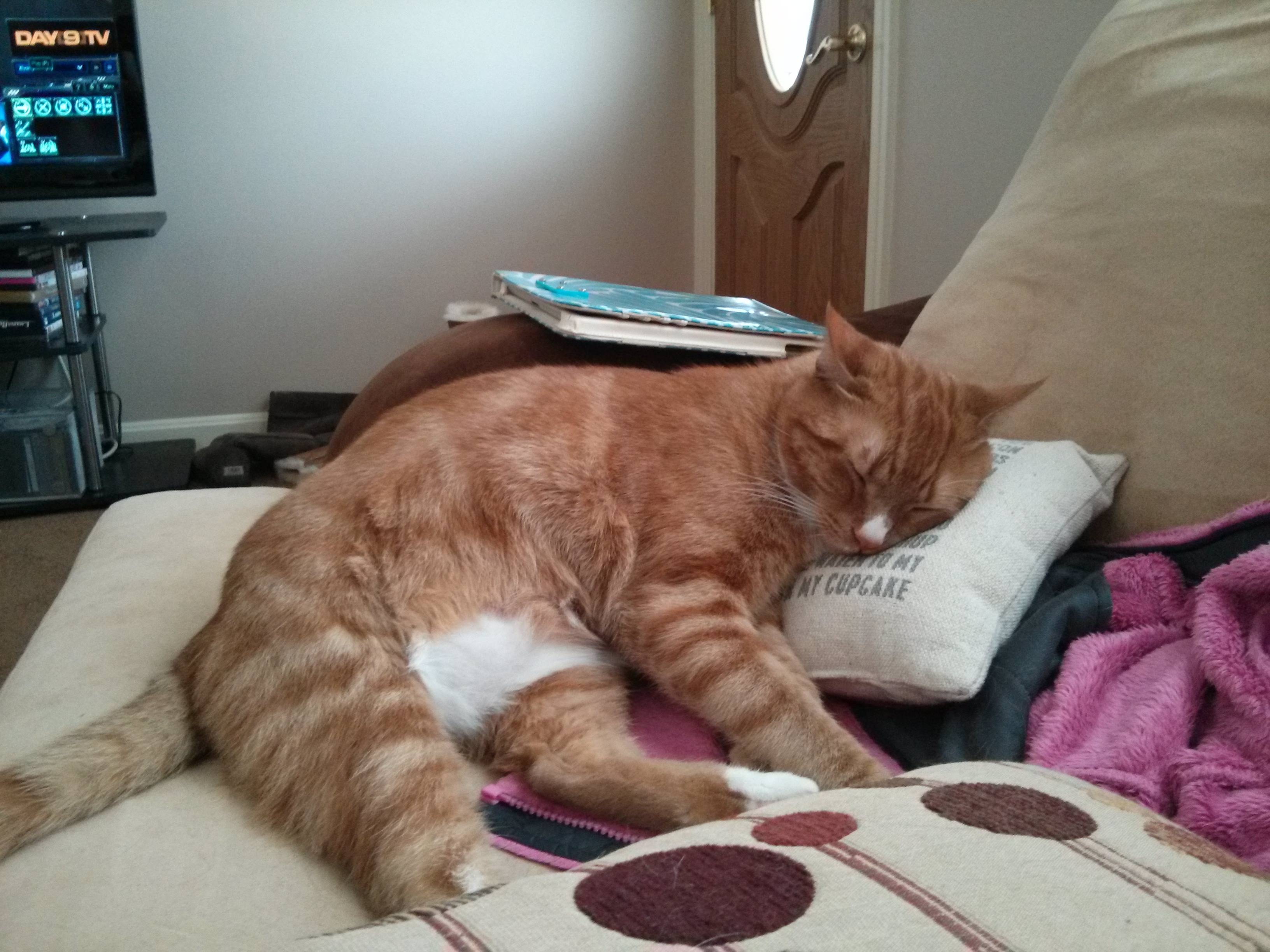 Does your cat like to sleep on pillows? Because mine does, and it's ...