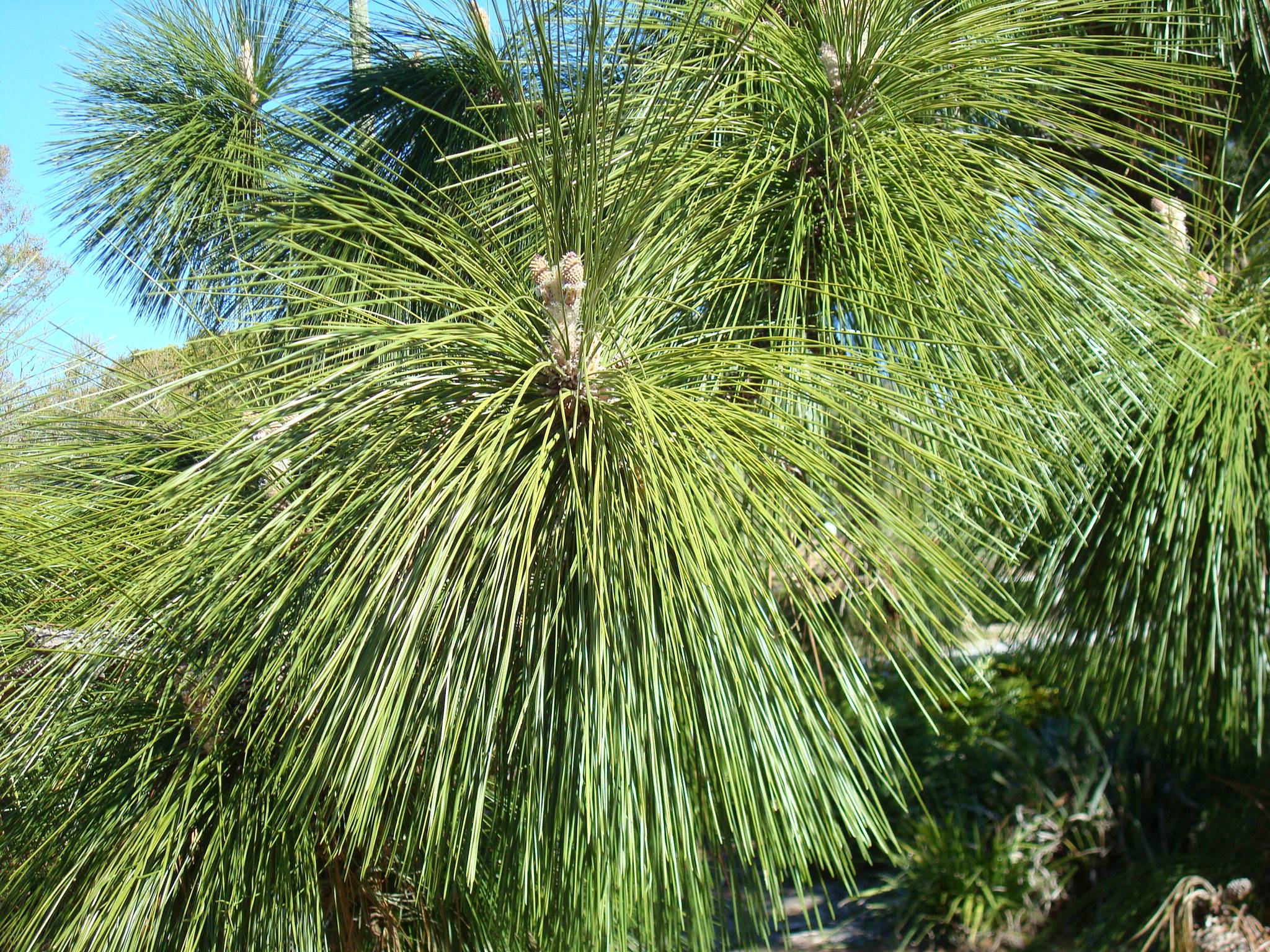 Longleaf Pine for Sale - Wilcox Nursery