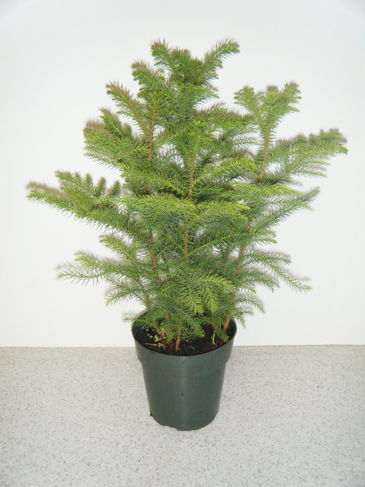 Norfolk Island Pine for sale Online | Garden Goods Direct