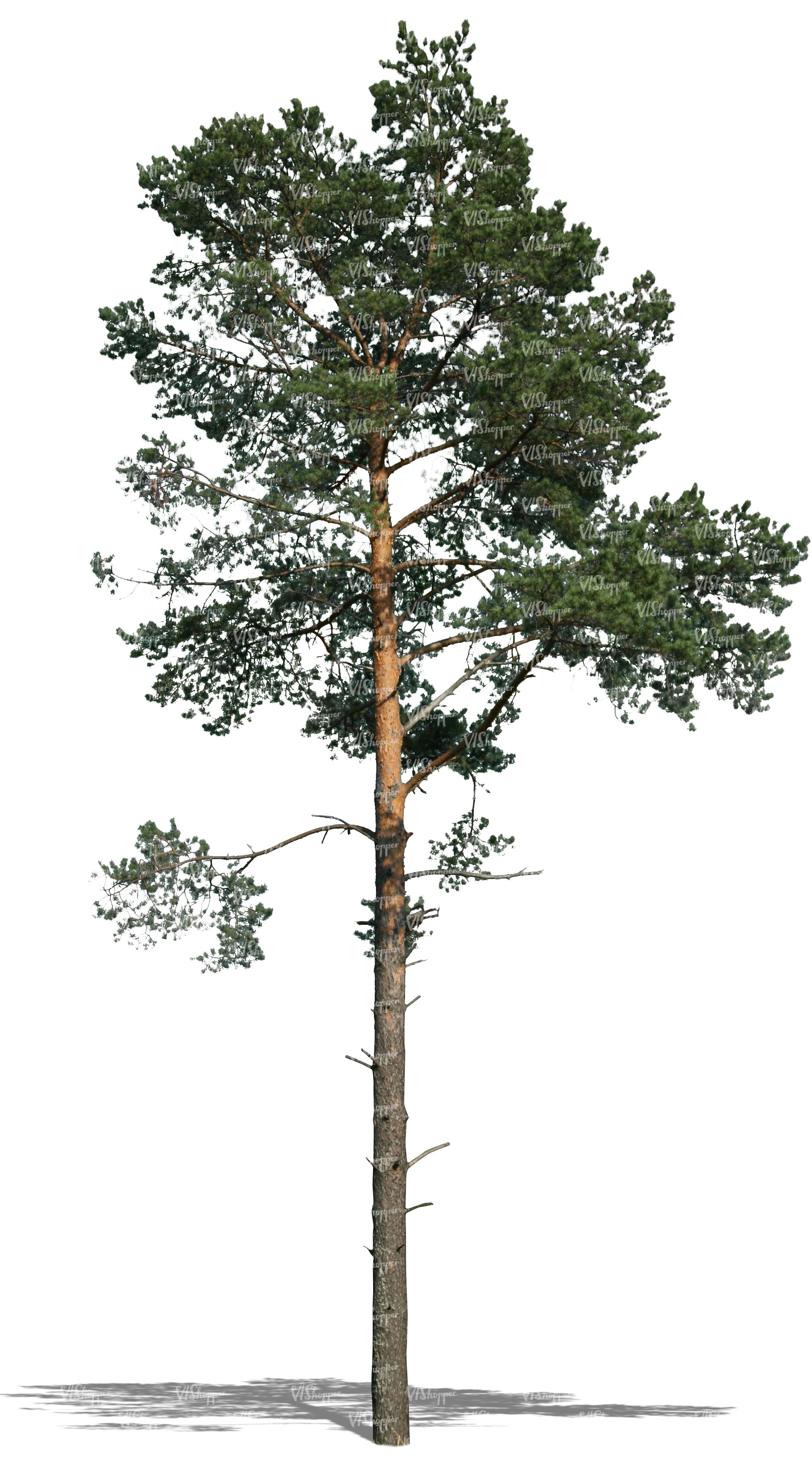 cut out big thin pine - cut out trees and plants - VIShopper