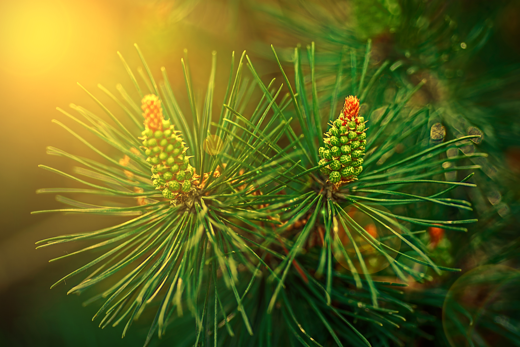 Where to Buy Pine Pollen, Its Benefits, Side Effects in Our Review