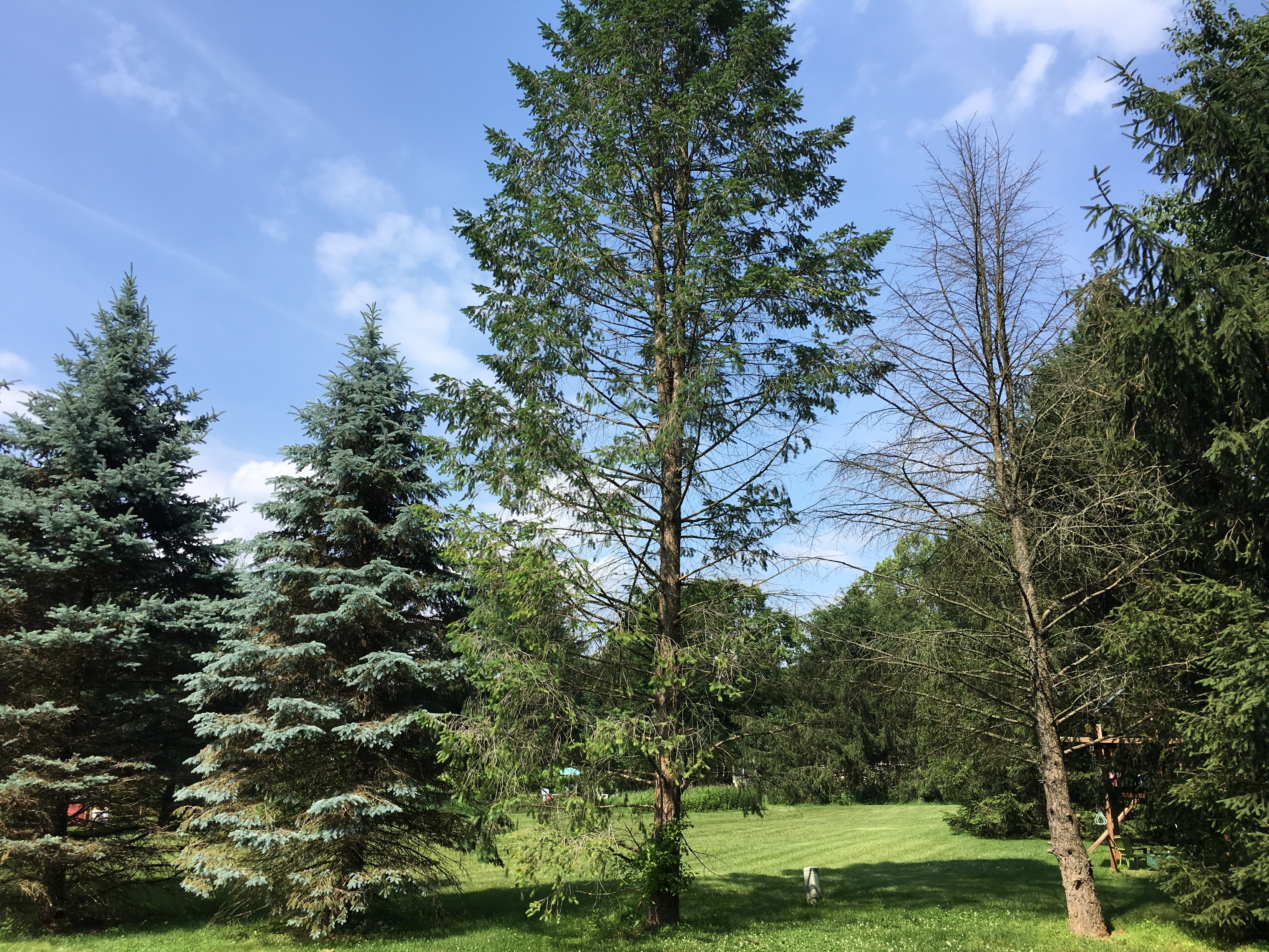 Pine tree lost all its needles. - Ask an Expert