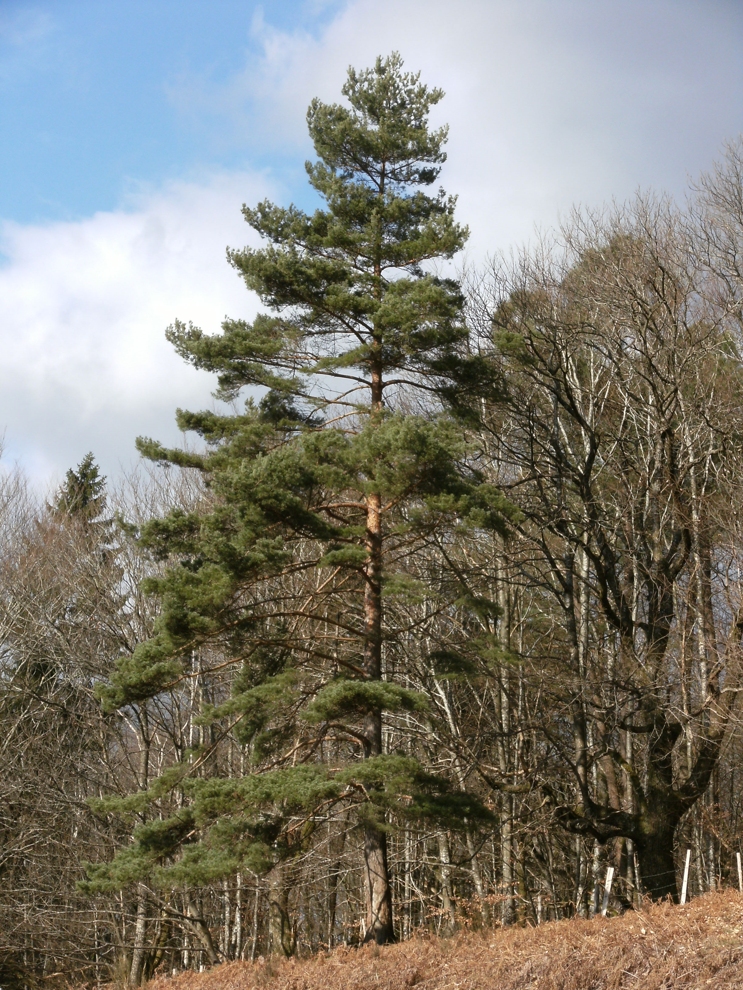 Scots Pine, Scotch Pine, (pinus sylvestris)