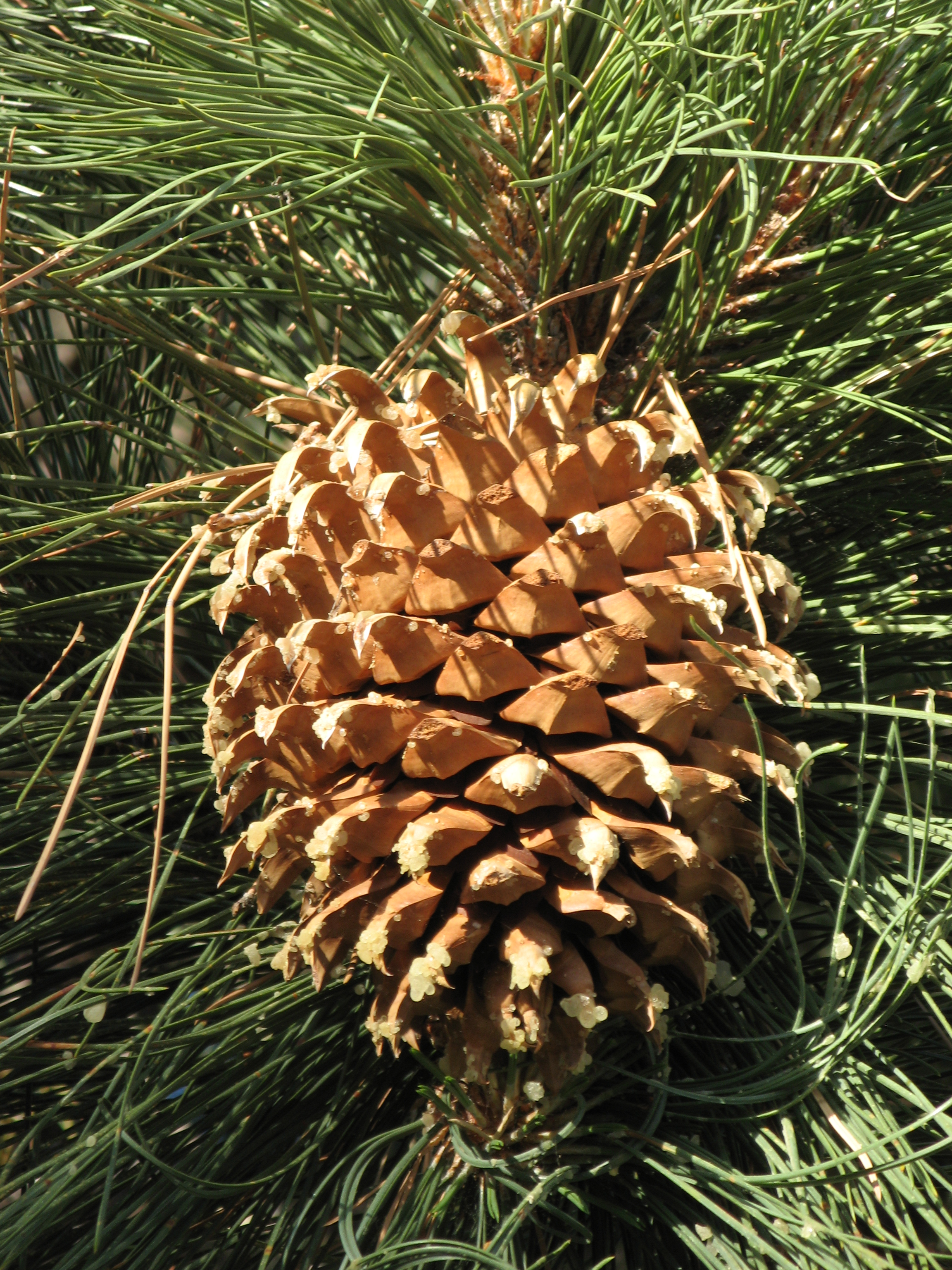 Pinus coulteri (Coulter pine) (Pinus ponderosa subsp. coulteri)