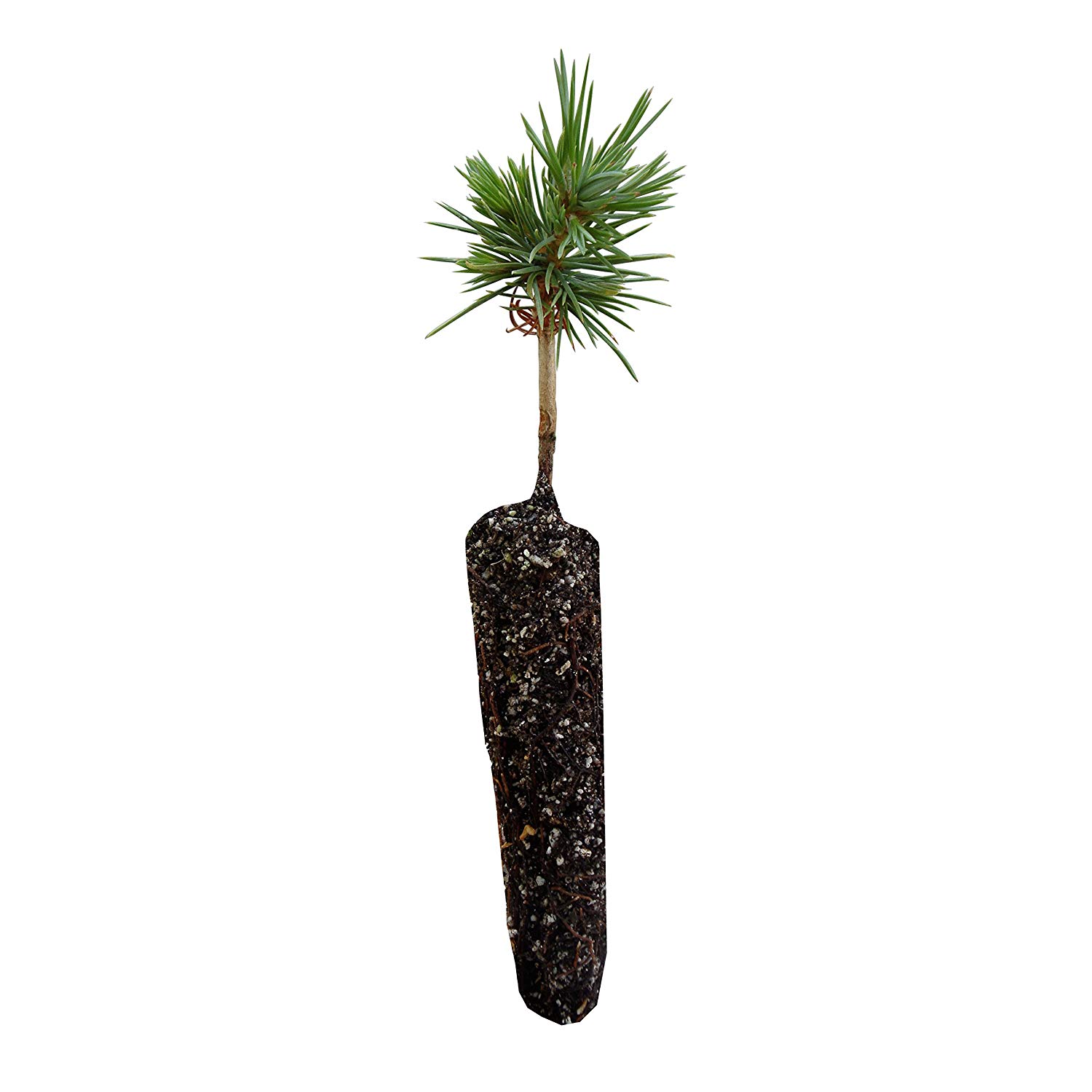 Amazon.com : Ancient Bristlecone Pine | Live Tree Seedling (Small ...