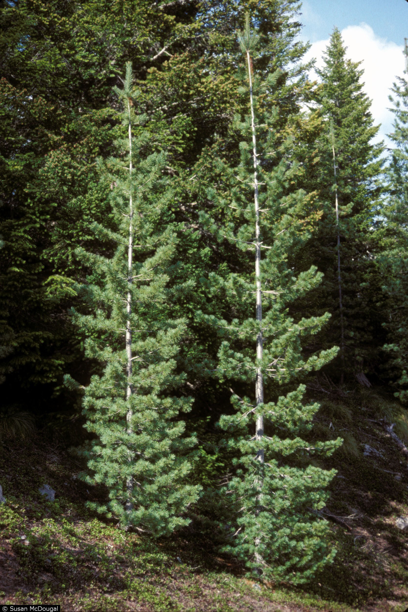Genetic Conservation-Five Needle Pines - USDA Forest Service