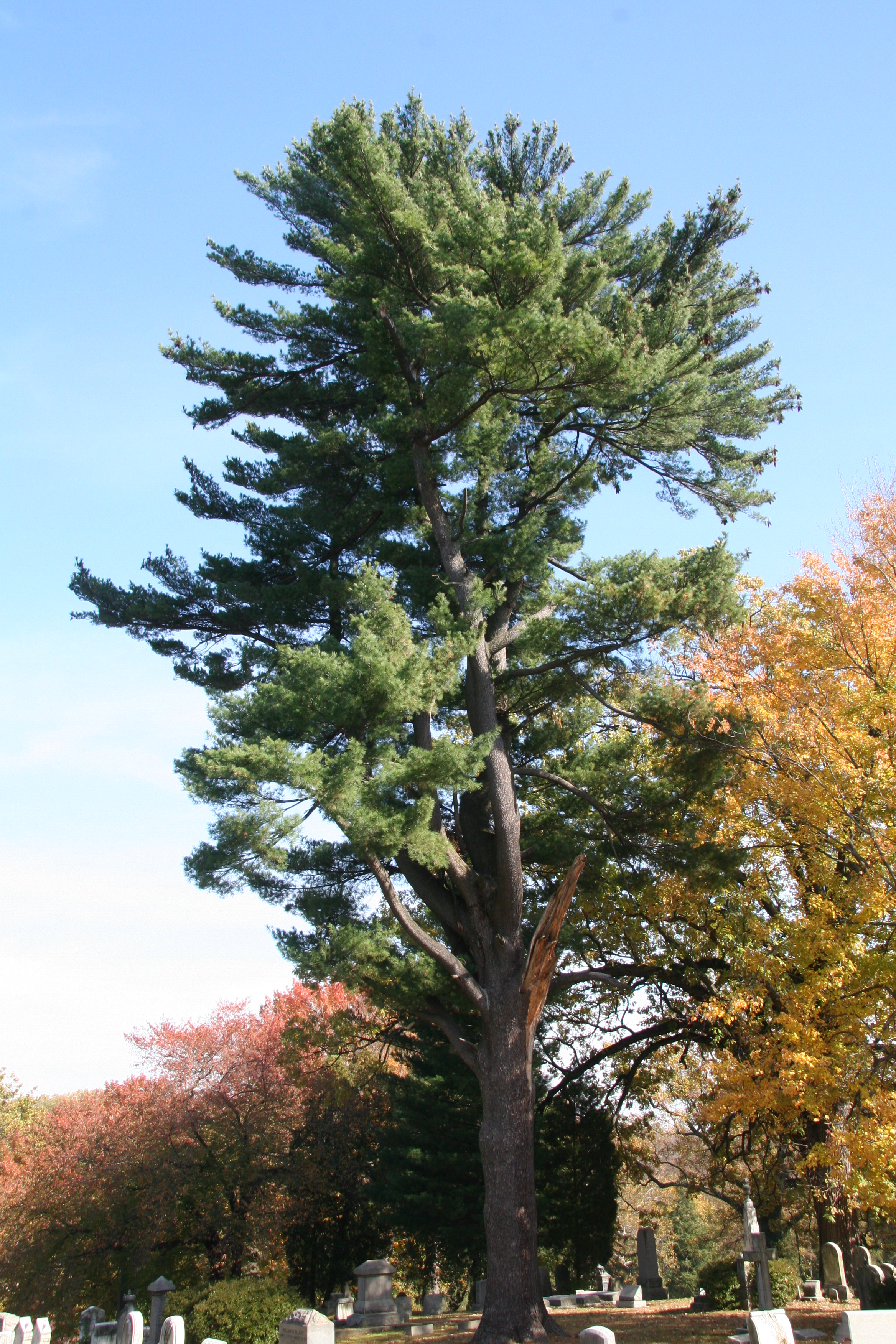 Eastern white pine – Delaware Trees
