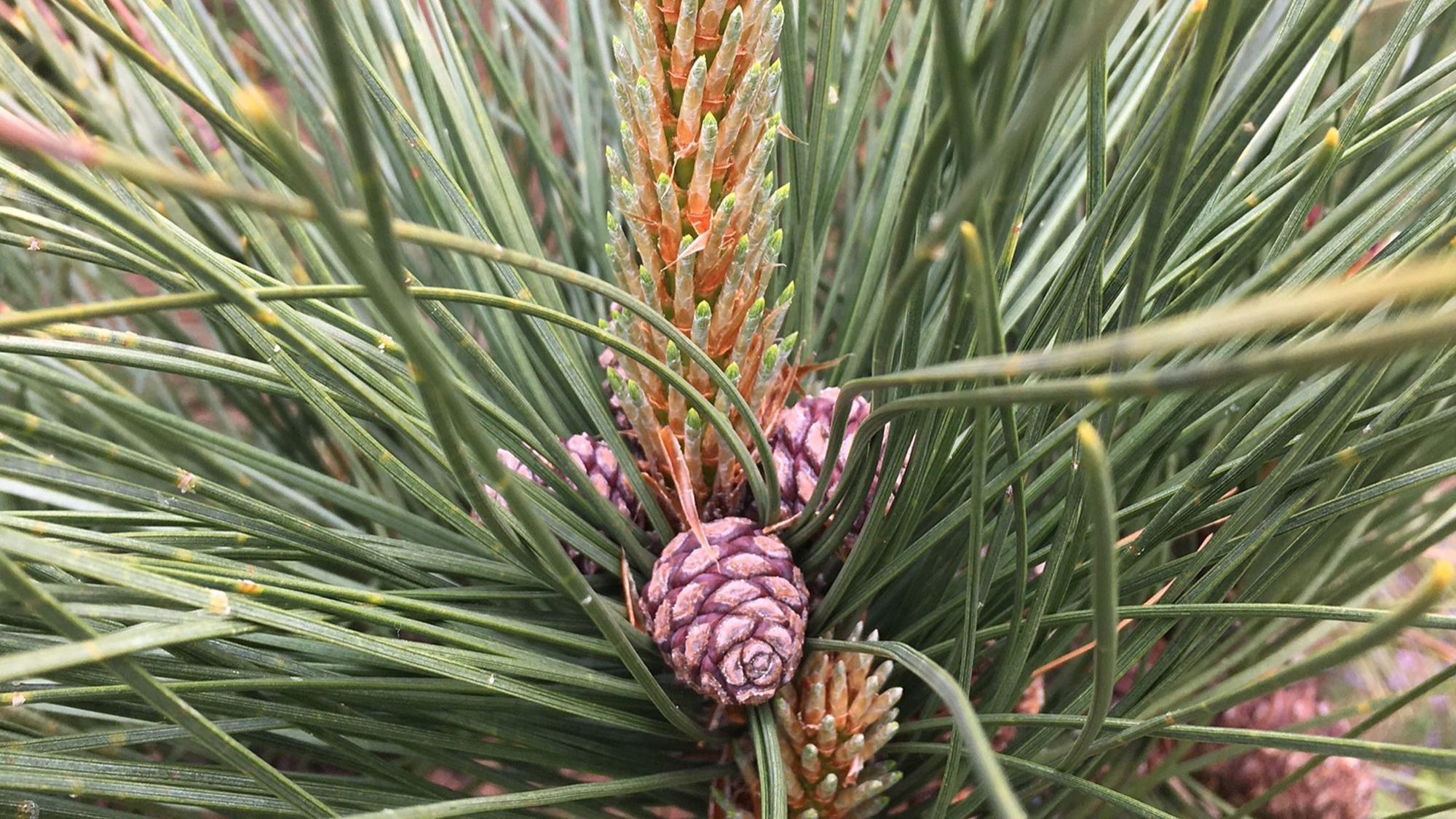 Not like other evergreens: Pine trees require special pruning ...