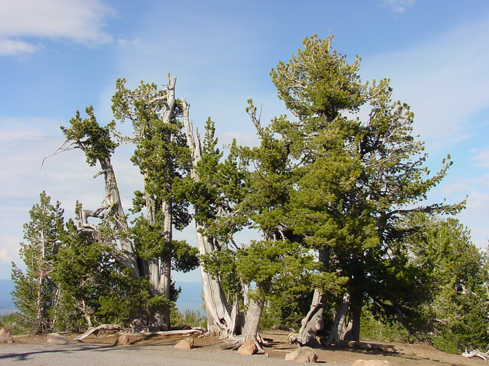 Whitebark Pine - Global Trees